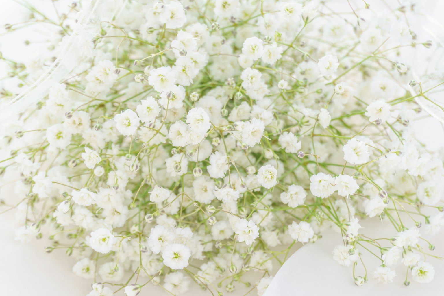 Tampilan dekat dari bouquet padat bunga putih kecil
