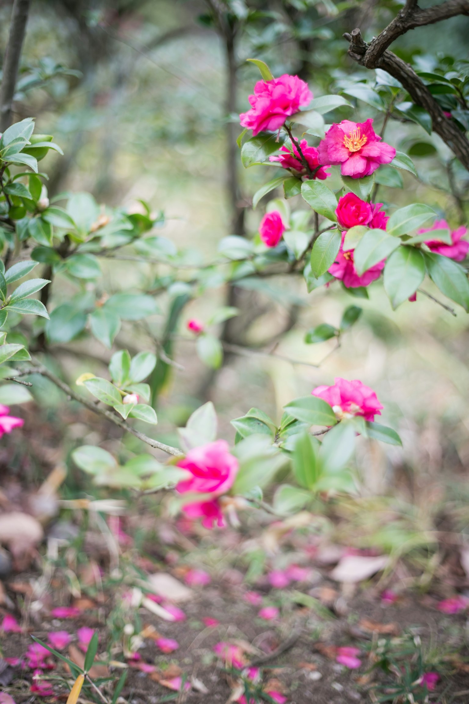 Beautiful scene of a shrub with pink flowers and green leaves