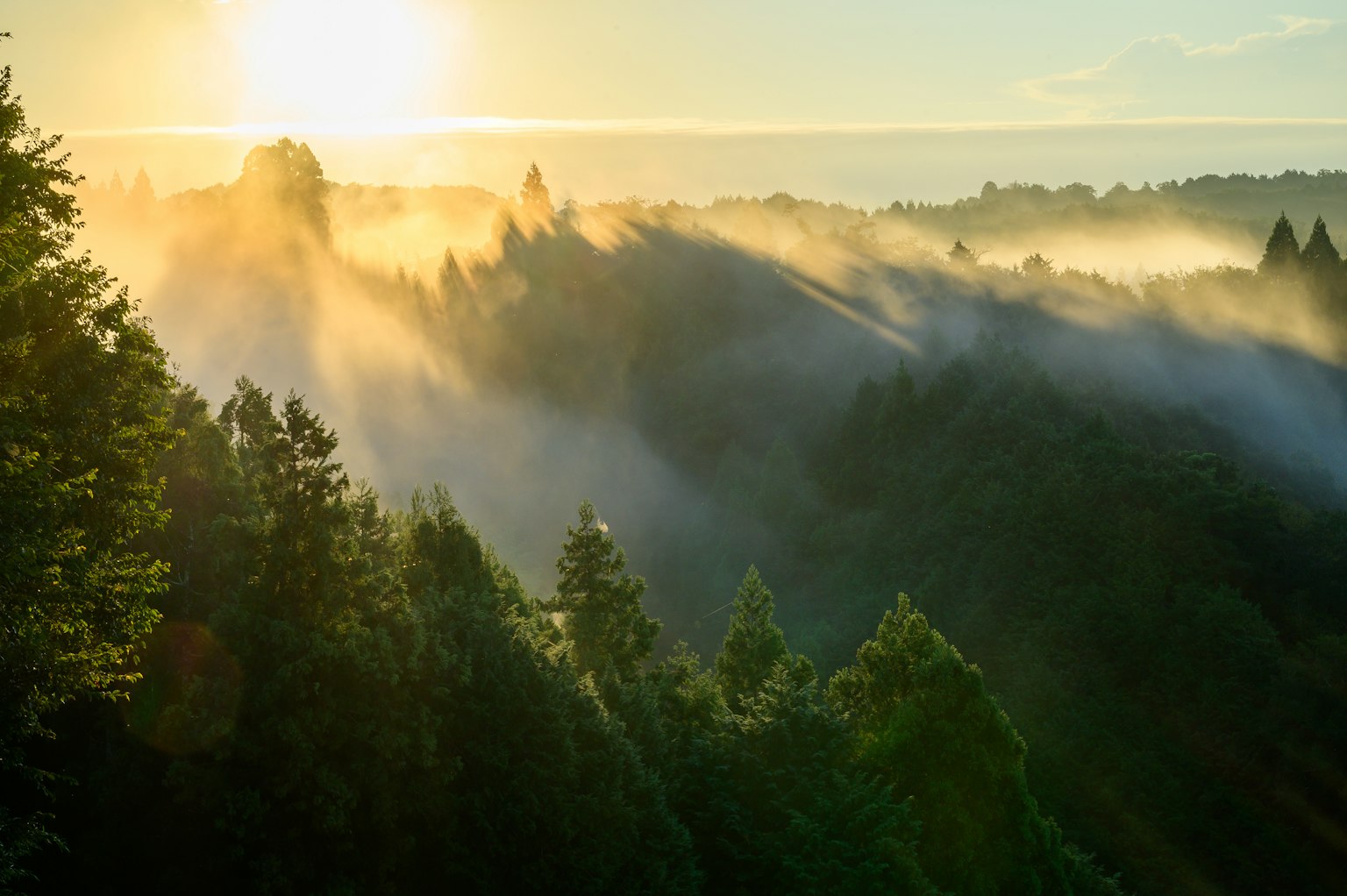 Paesaggio forestale nebbioso con alba