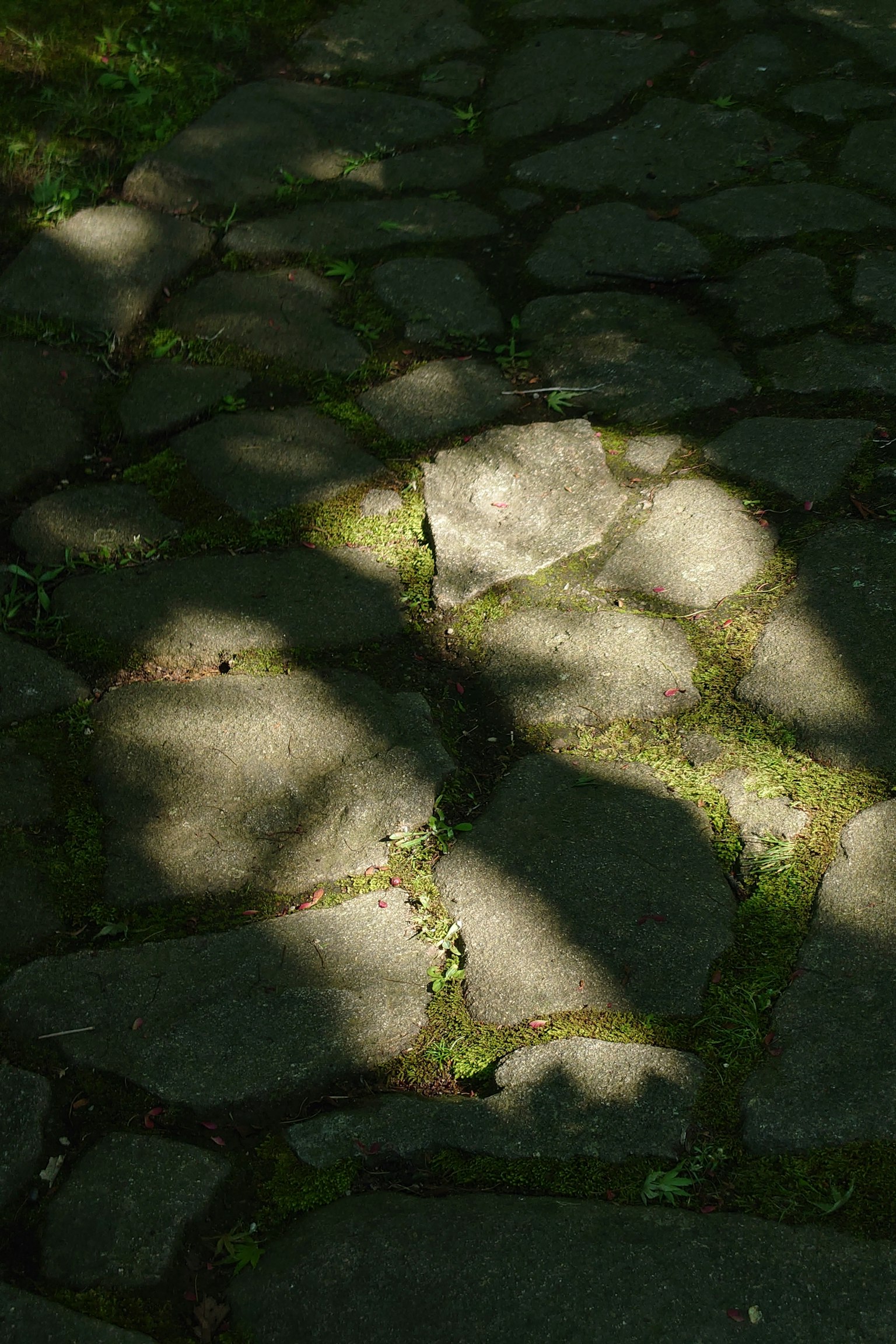 Stone pathway with shadows and patches of moss
