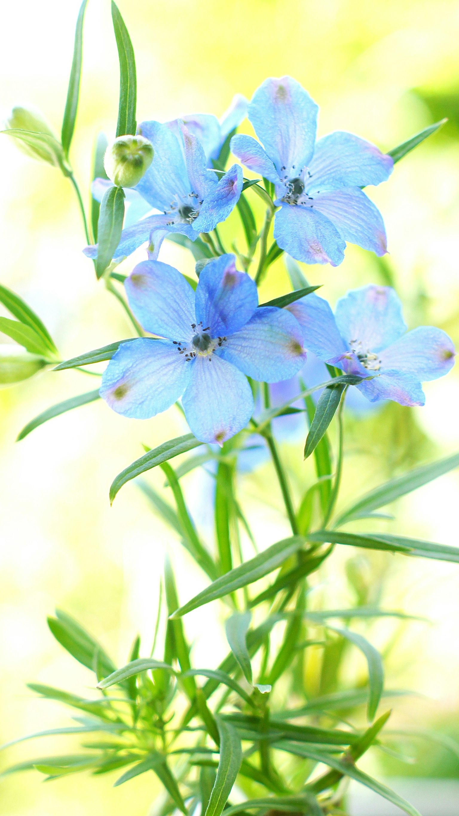 Una planta con flores azules y tallos verdes