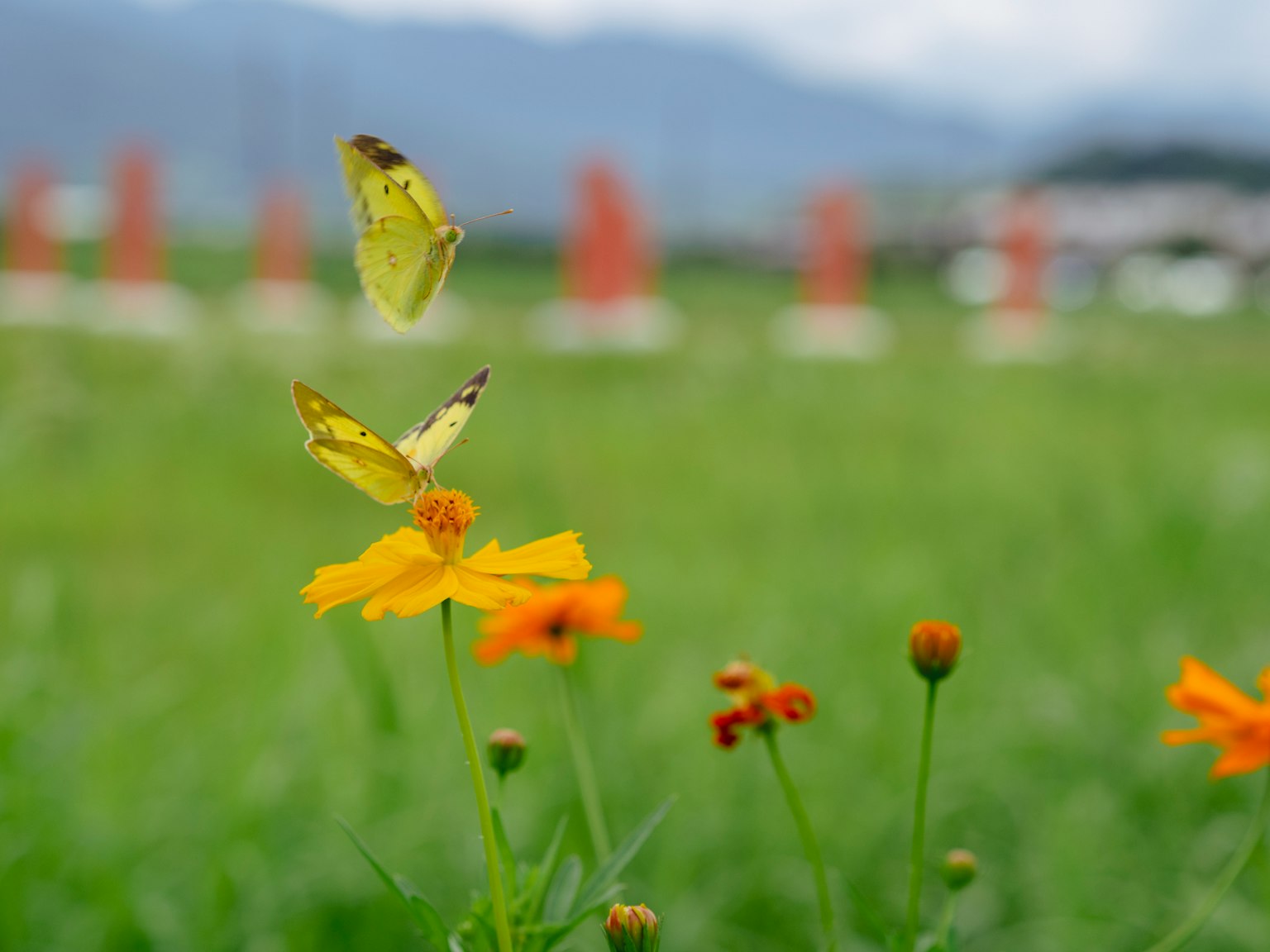 黄色の蝶がオレンジの花の周りを舞う美しい風景