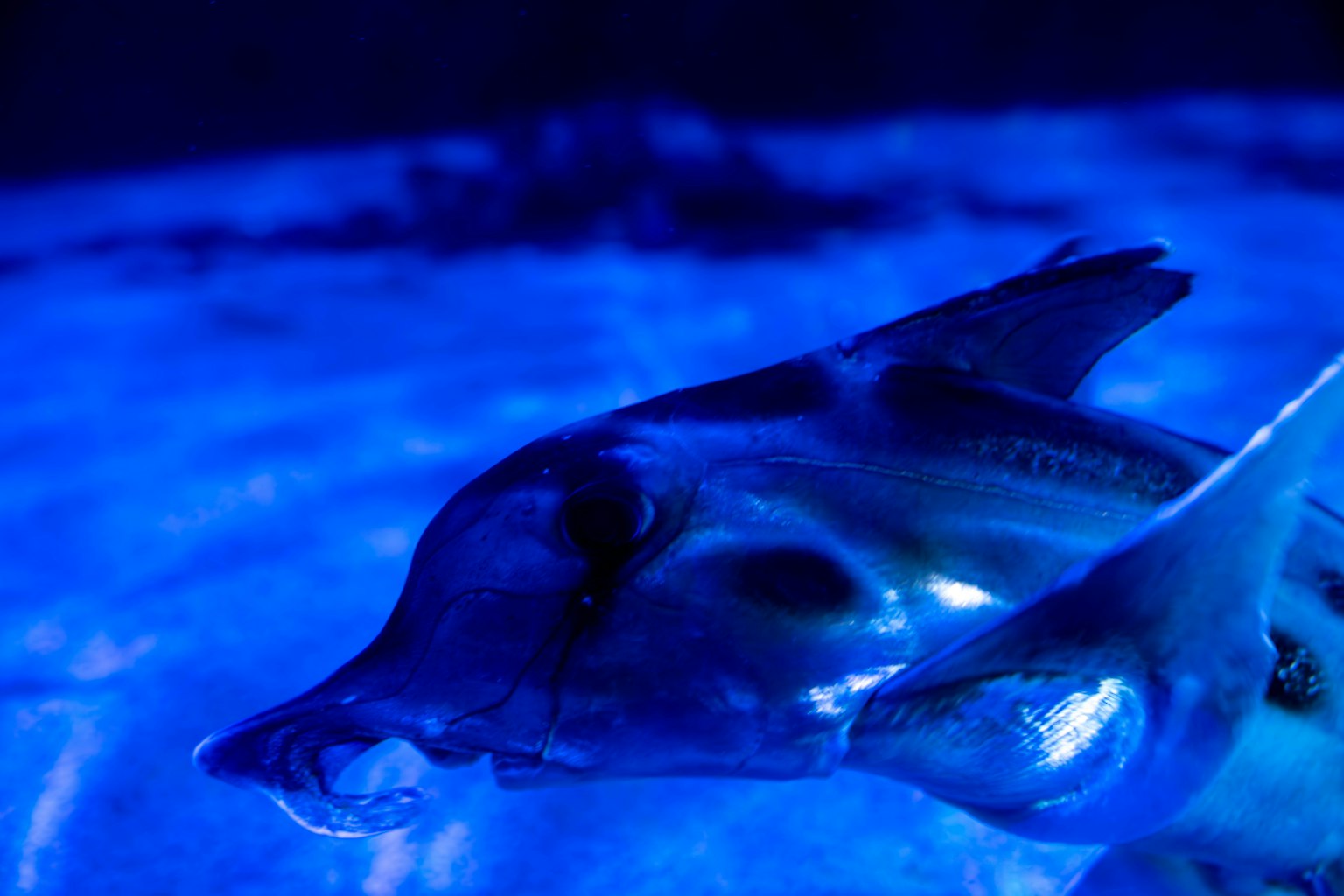 在藍色水中游泳的鯊魚狀魚的特寫