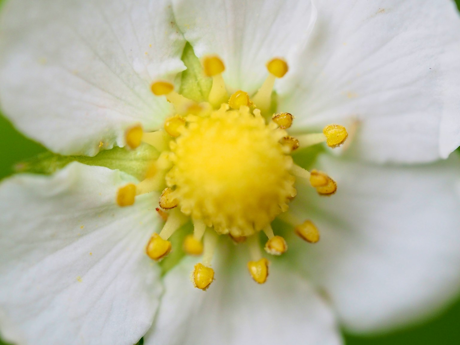 白色草莓花的特写展现黄色雄蕊和雌蕊