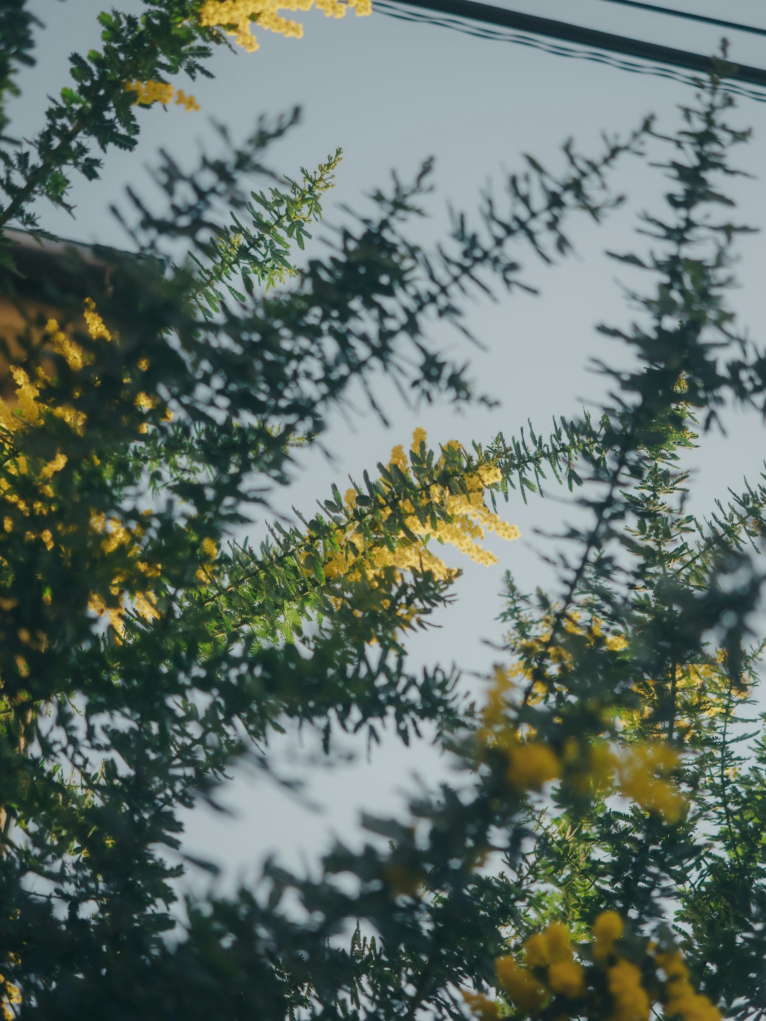 Gros plan de plantes vertes avec des fleurs jaunes sous un ciel bleu