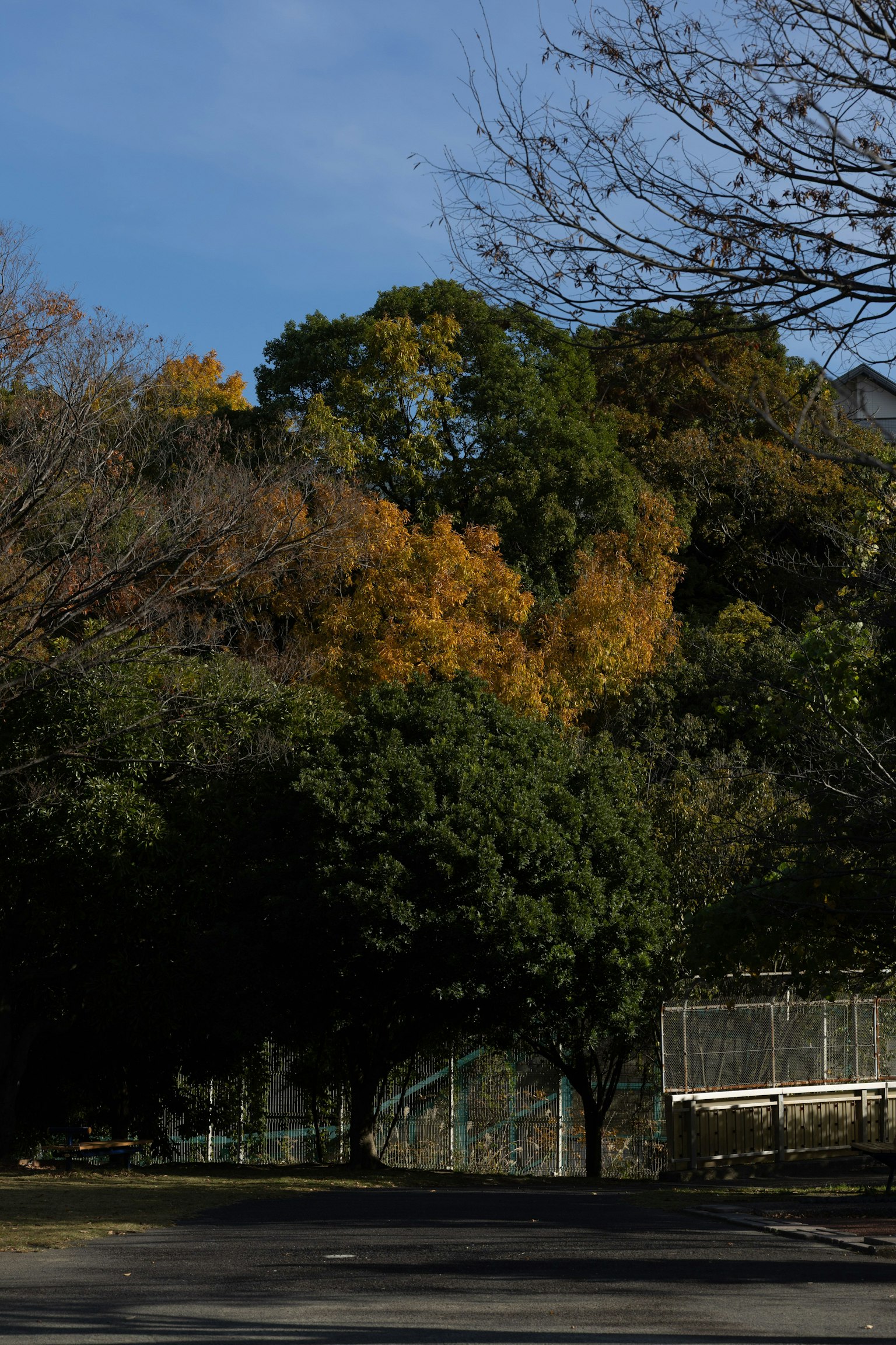 公園場景，秋季色彩的樹木和晴朗的藍天