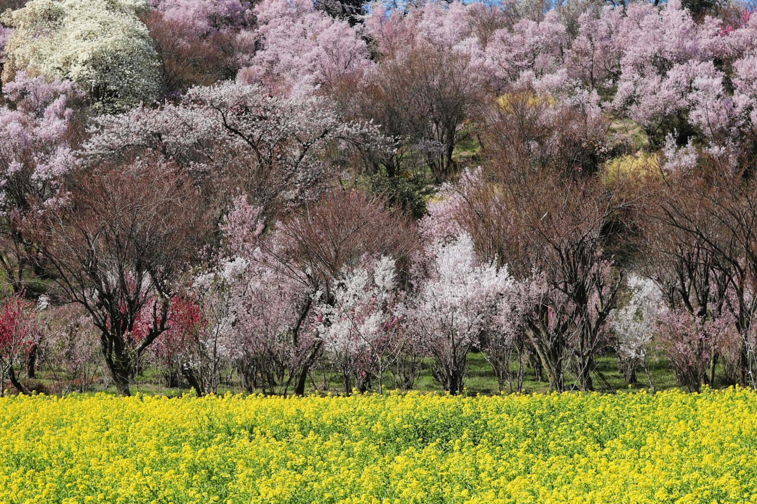 Schöne Frühlingslandschaft mit Kirschblüten und Rapsblumen