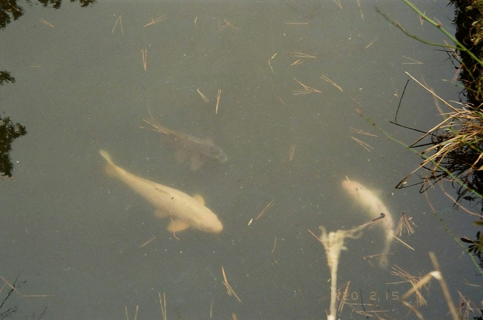 浑濁水中游動的白色魚和漂浮的雜物