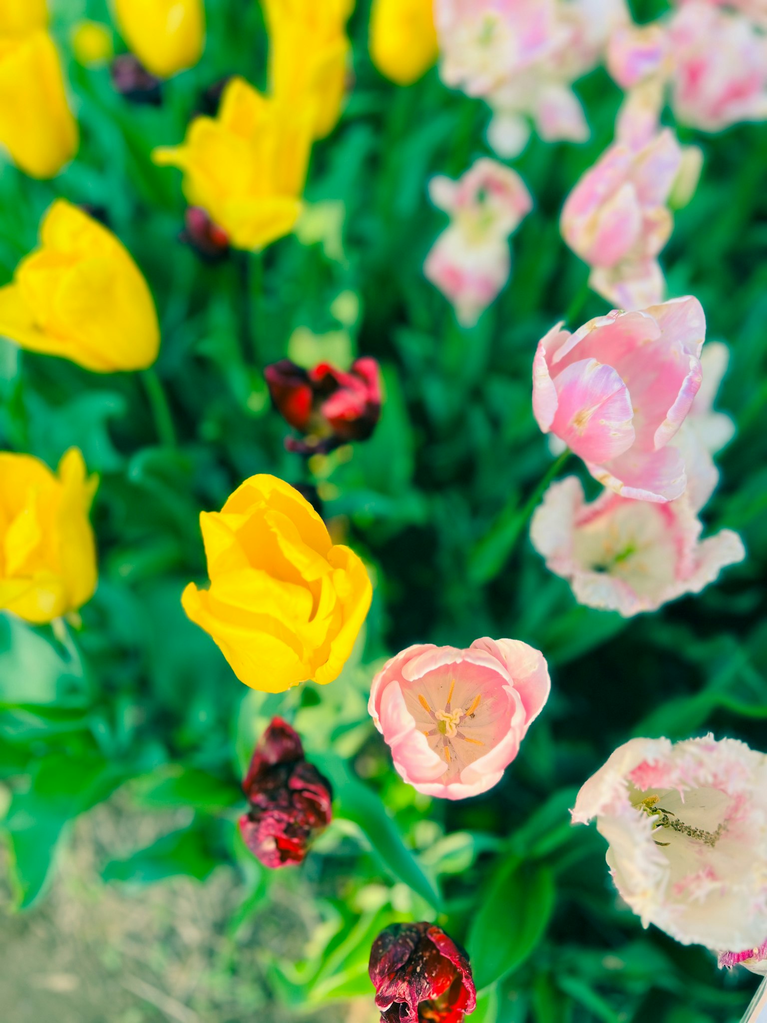 Primo piano di un'aiuola con tulipani gialli e rosa