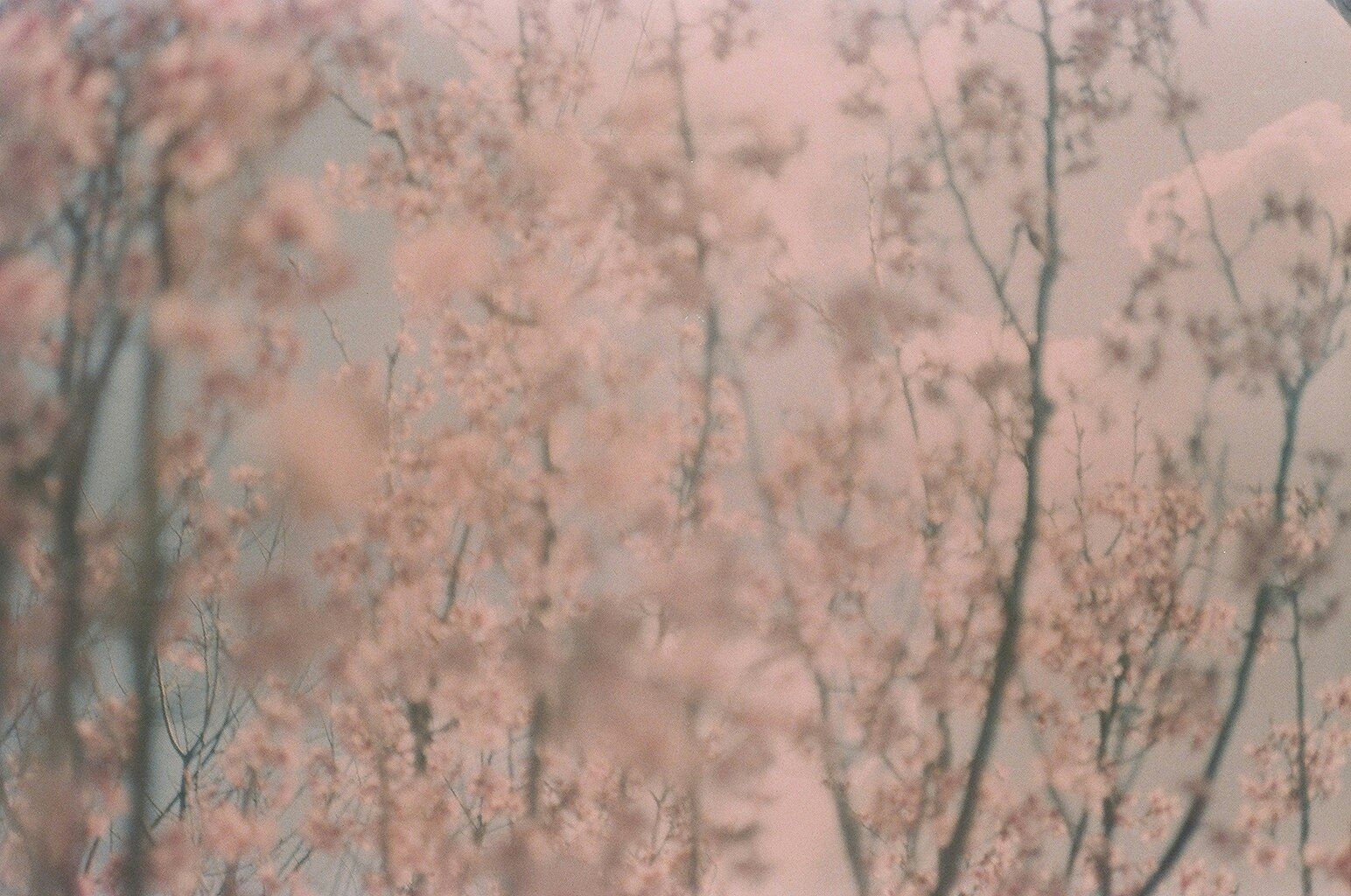 淡いピンクの花が咲く並木の春景色
