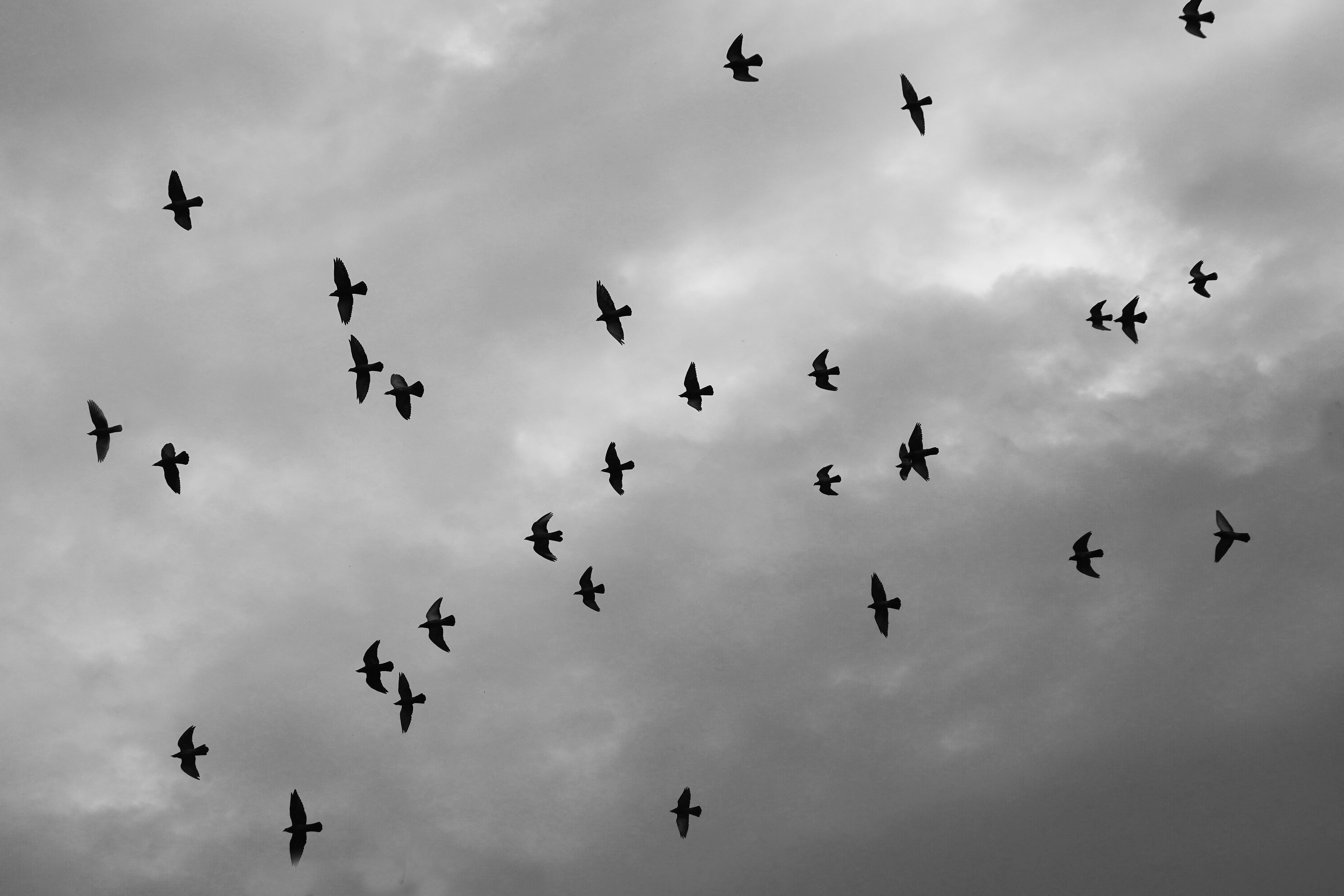 a flock of birds flying under cloudy skies
