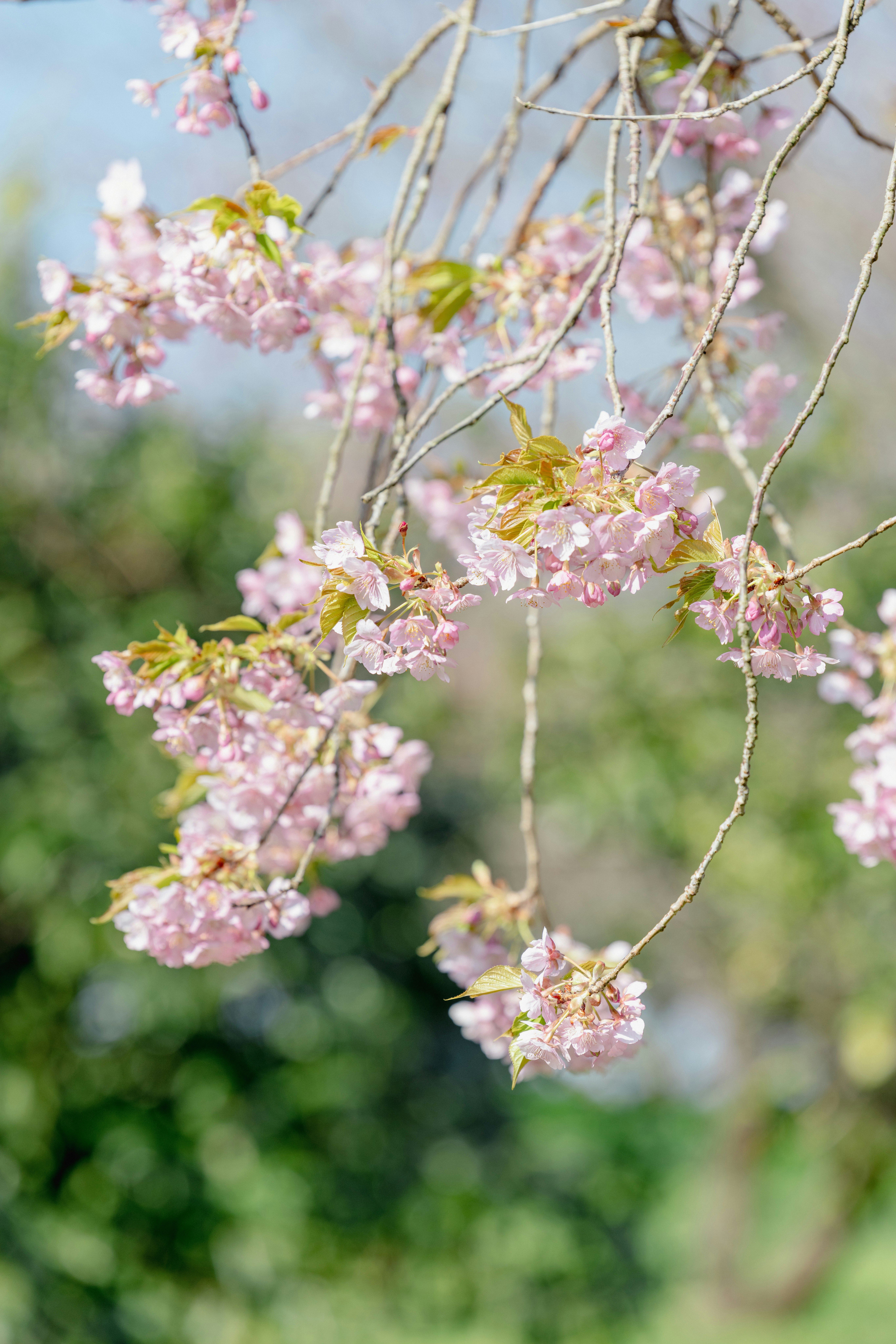 河津桜の枝に咲く淡いピンクの花