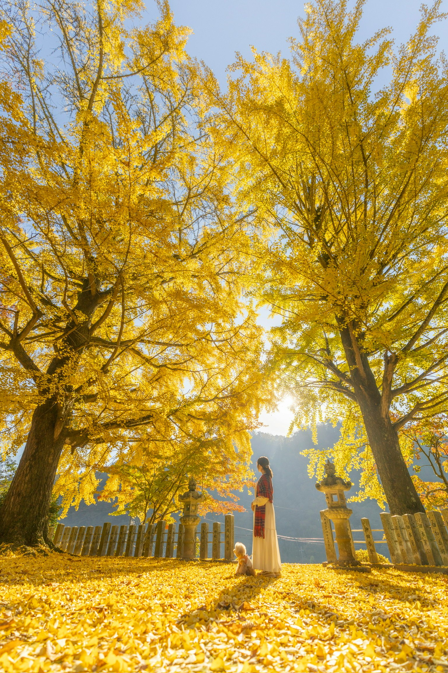銀杏並木の参道で立つ巫女姿の女性が見える神社の風景