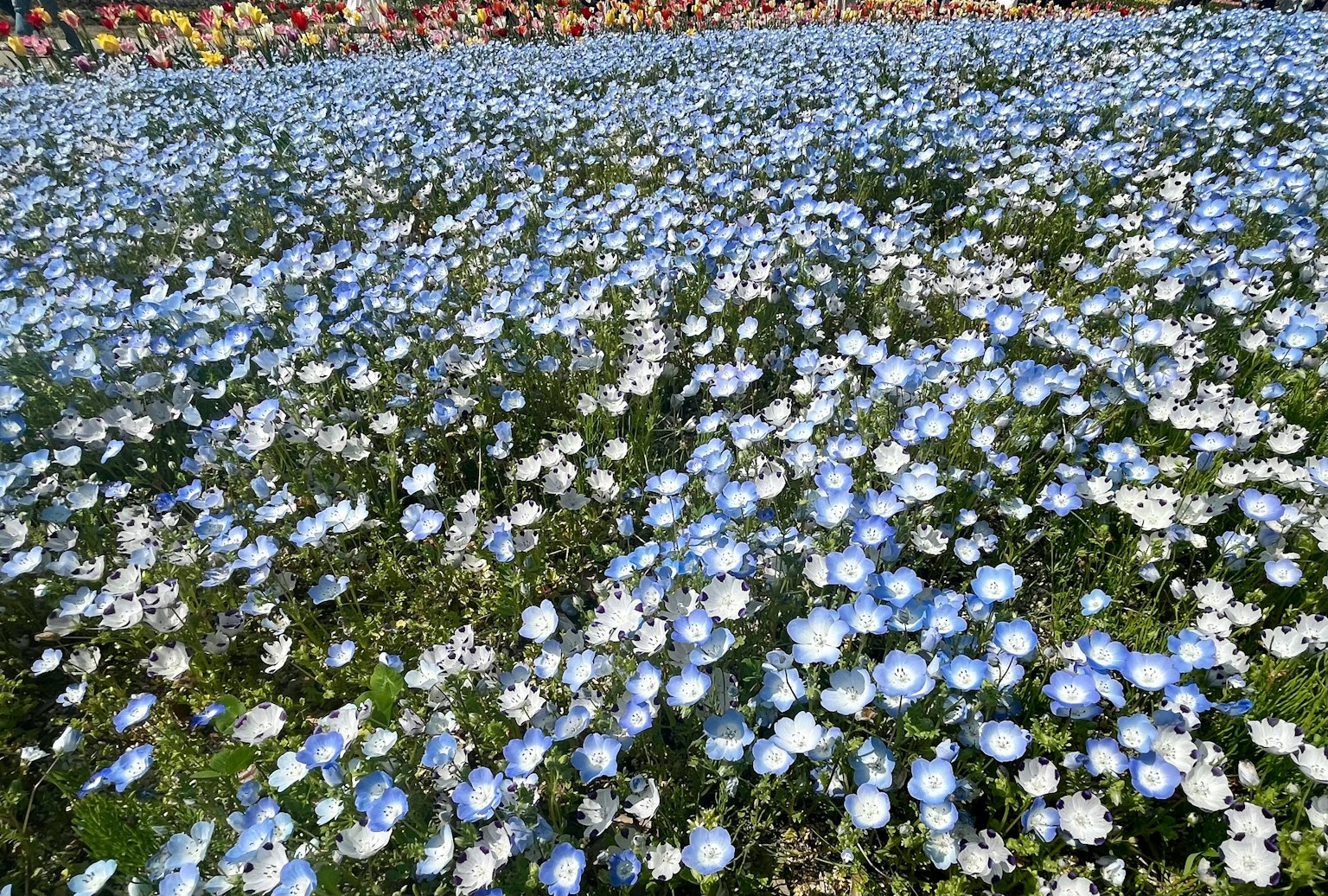 ทุ่งดอกไม้สีน้ำเงินที่บานสะพรั่ง