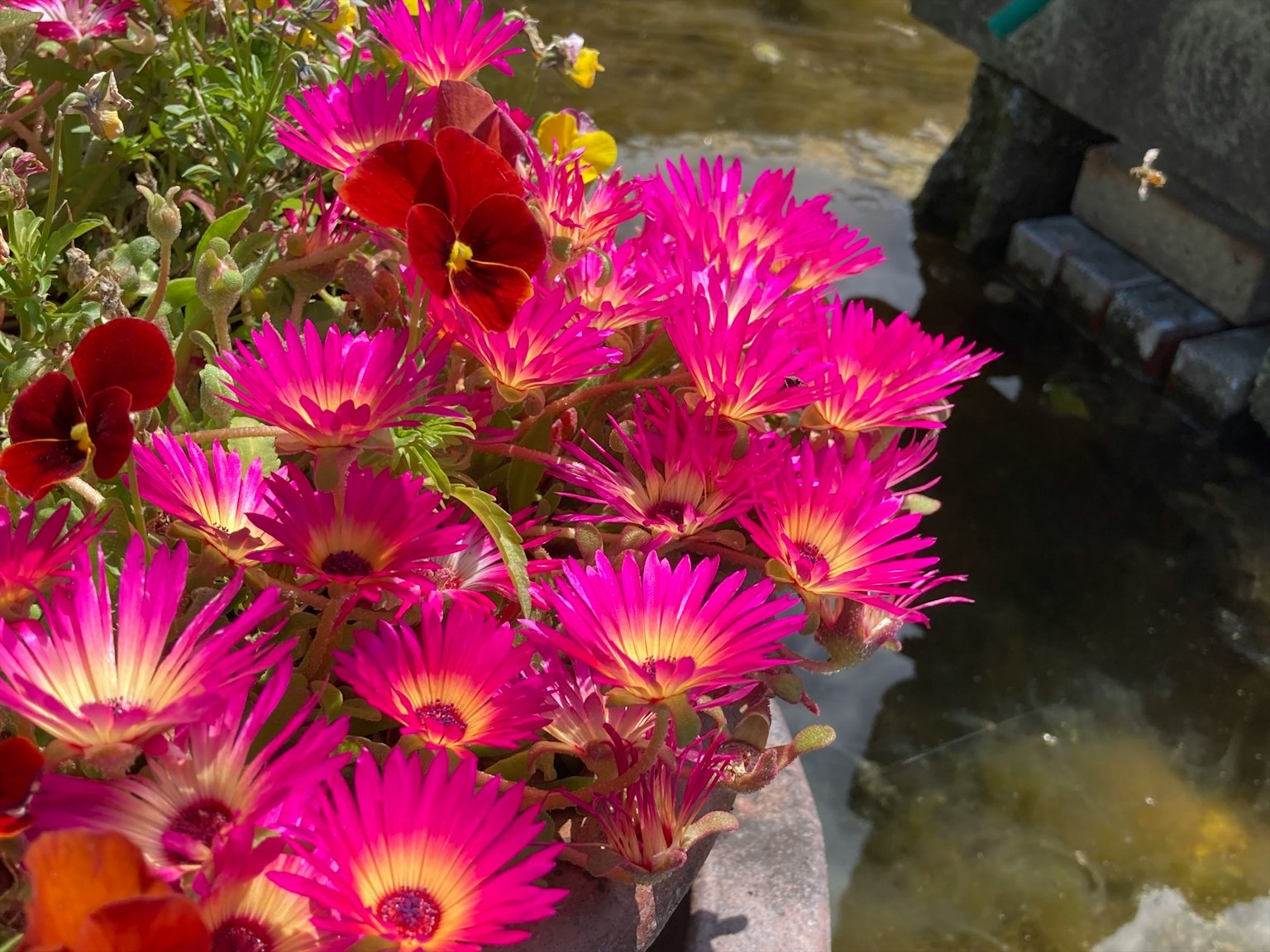Lebendige rosa Blumen blühen in der Nähe eines Wasserfeatures