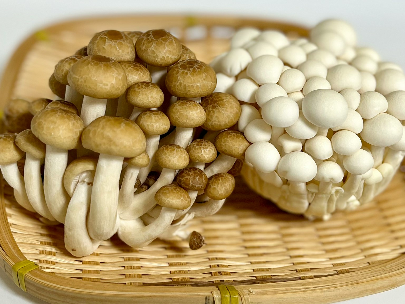 圖像展示了多種類型的蘑菇，左側是棕色蘑菇，右側是白色蘑菇
