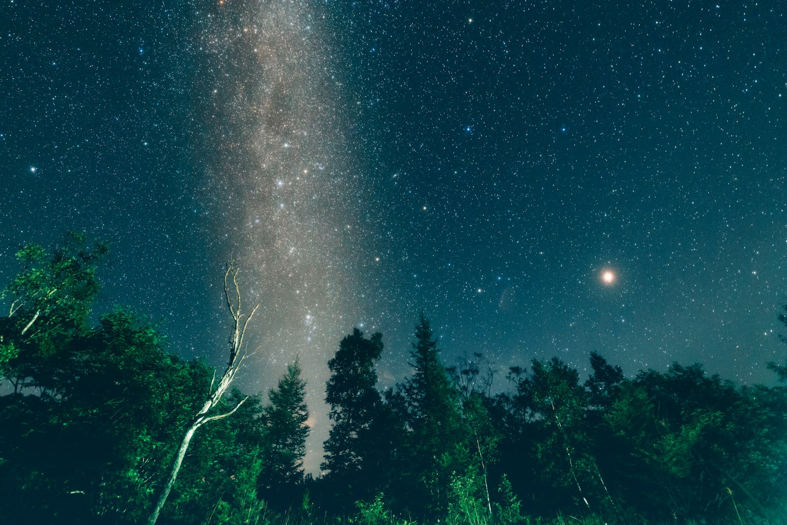 夜空中星星和银河可见前景中的树木剪影