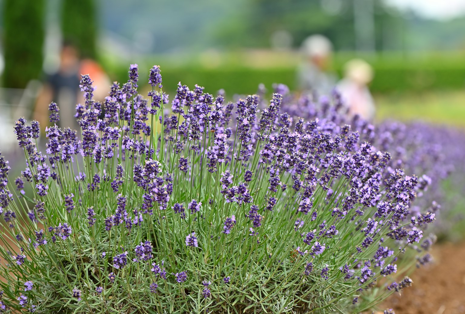 Eine schöne Gartenszene mit blühenden Lavendelblumen