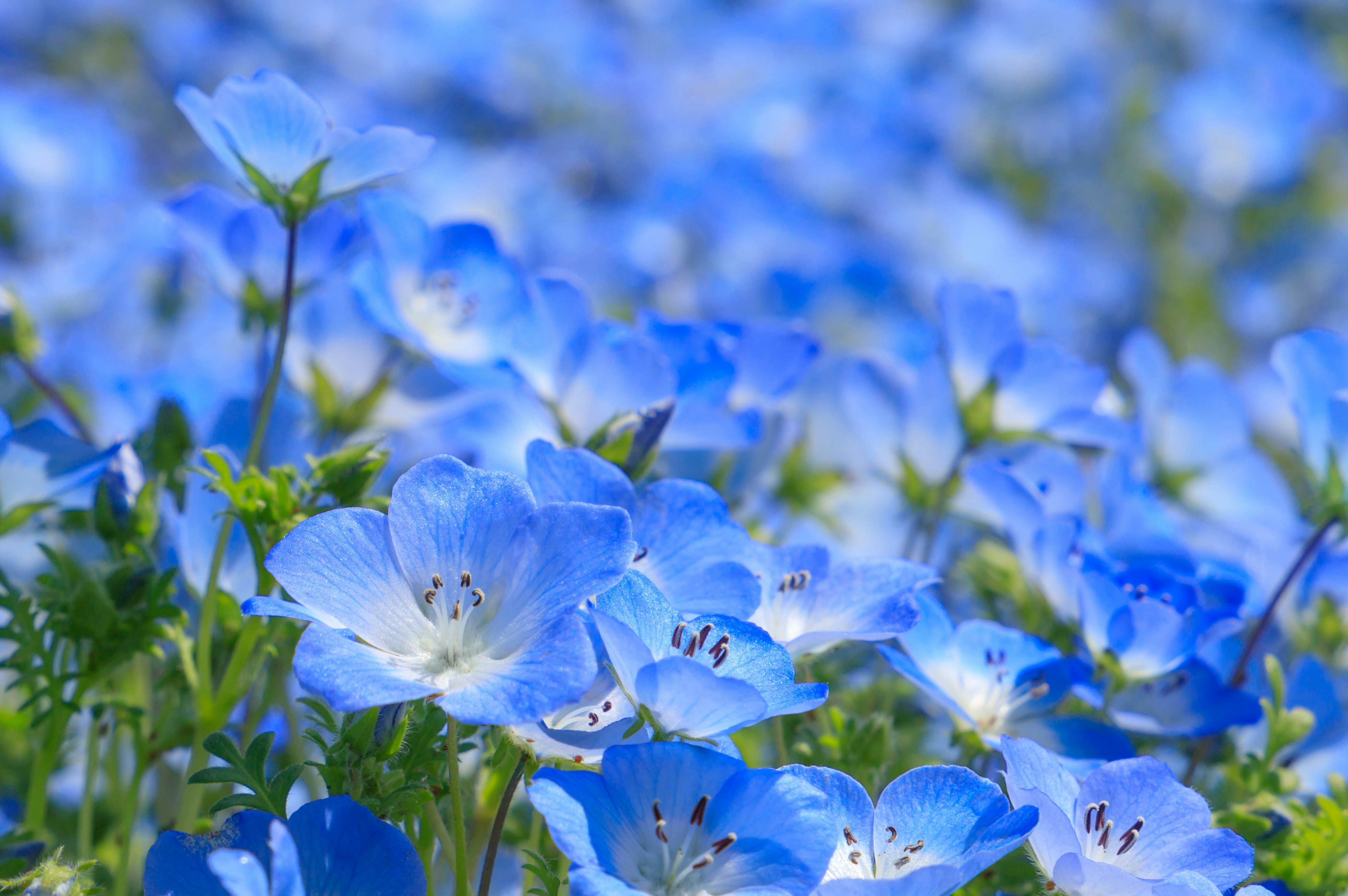 青い花が群生する草地のクローズアップ