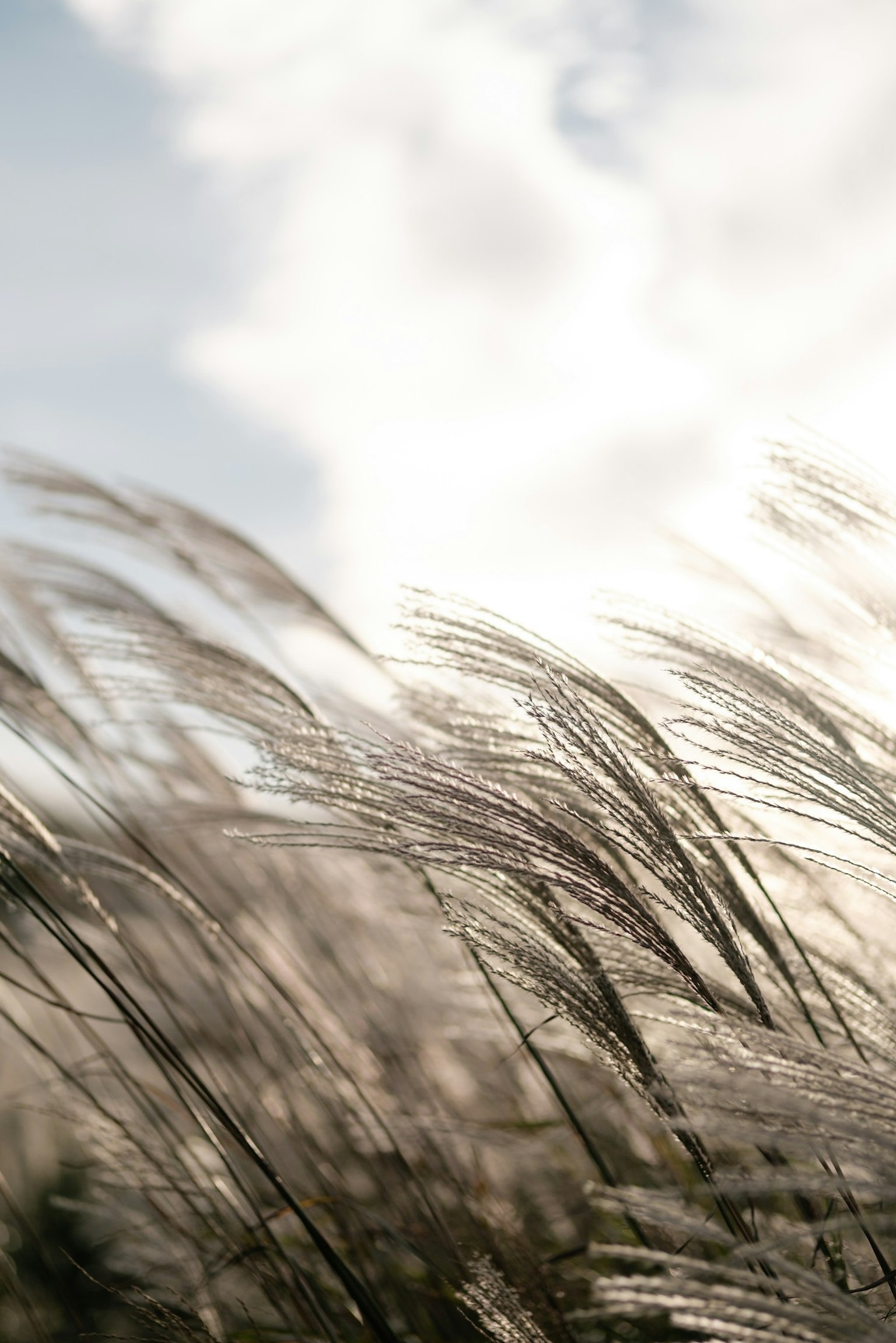 Field of grass swaying in the wind under a cloudy sky