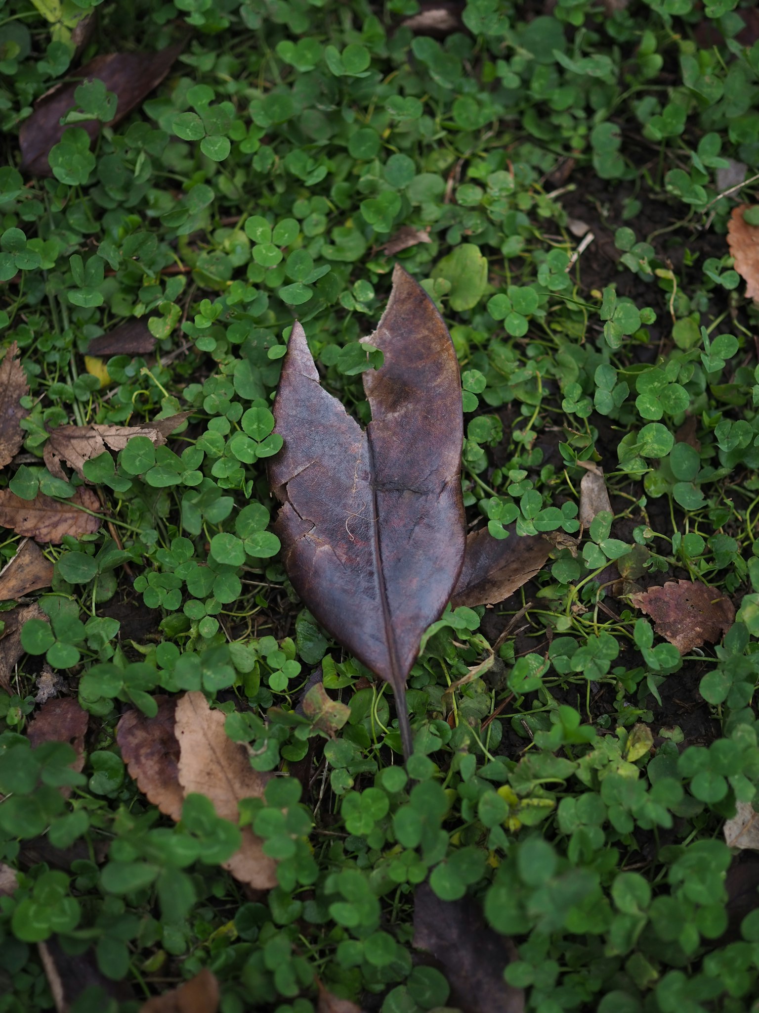 Hoja marrón reposando sobre hierba verde