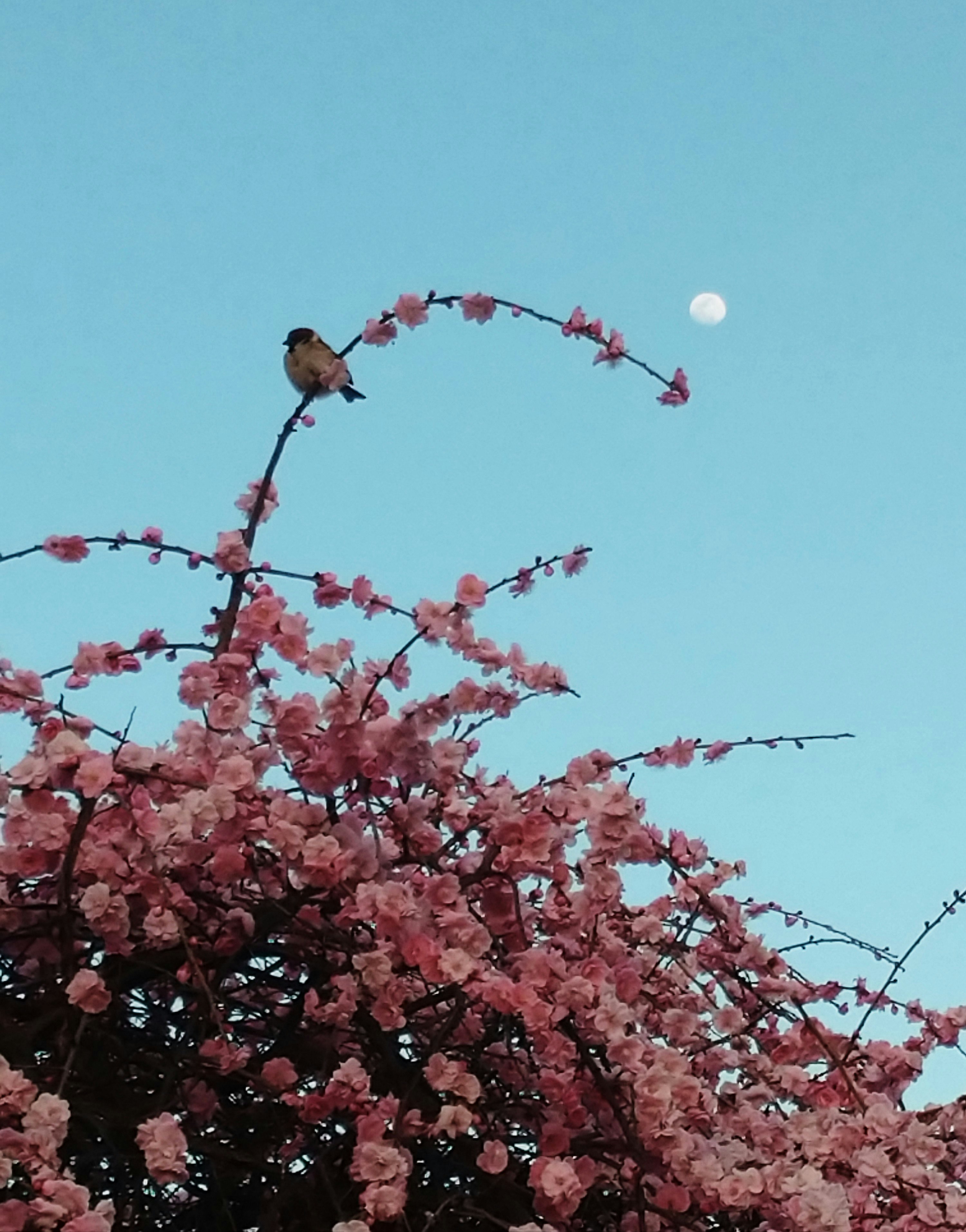 青空に広がる桜の花枝と鳥のシルエット