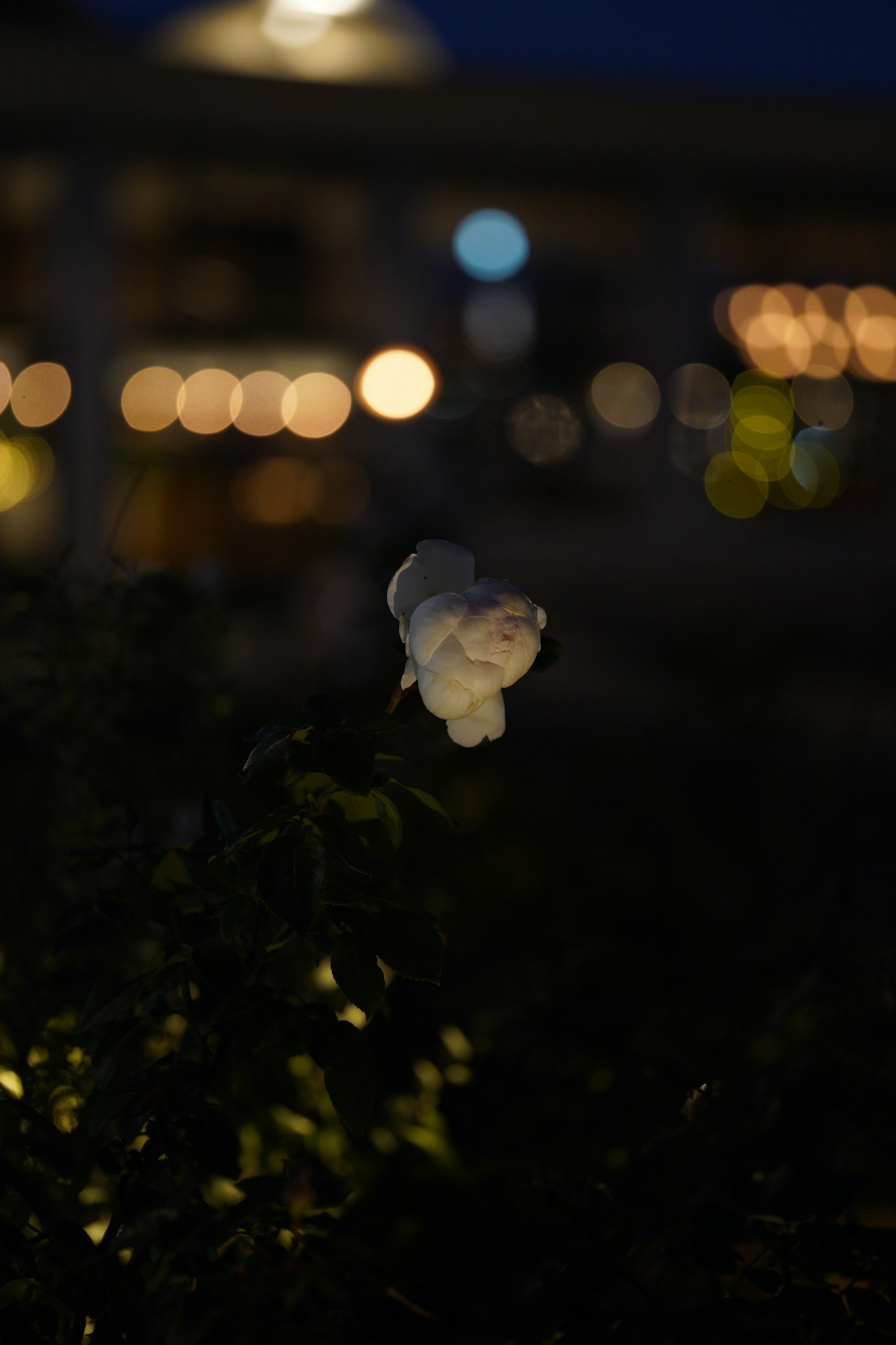 Weiße Blume vor dunklem Hintergrund mit verschwommenen Lichtern
