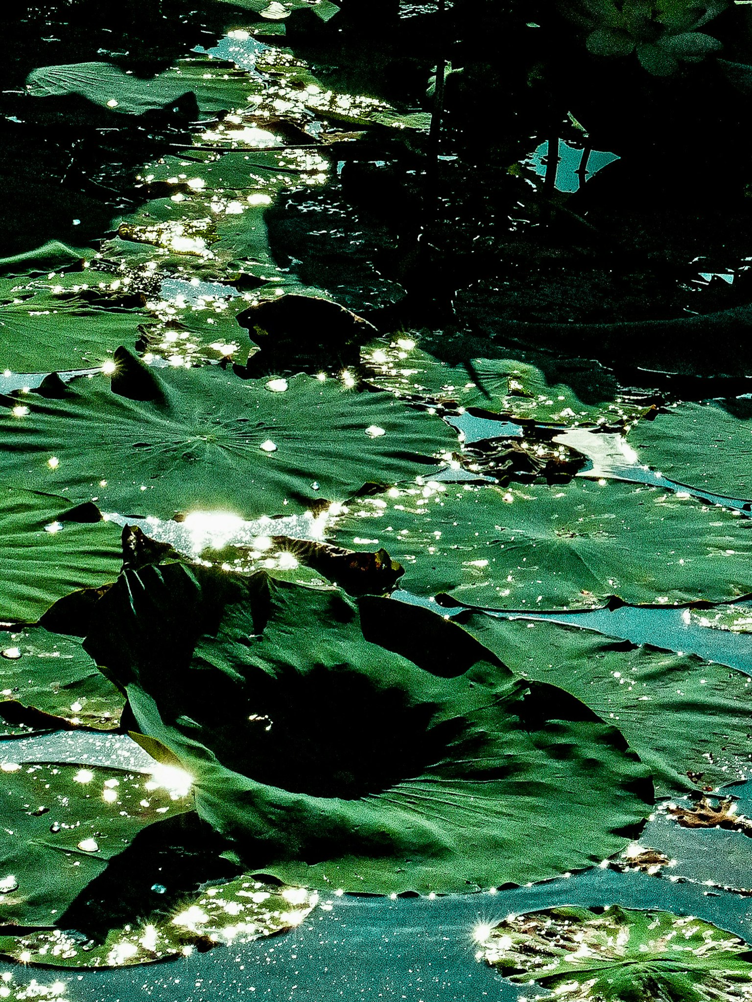 水面上漂浮的大型荷叶和闪烁的反射