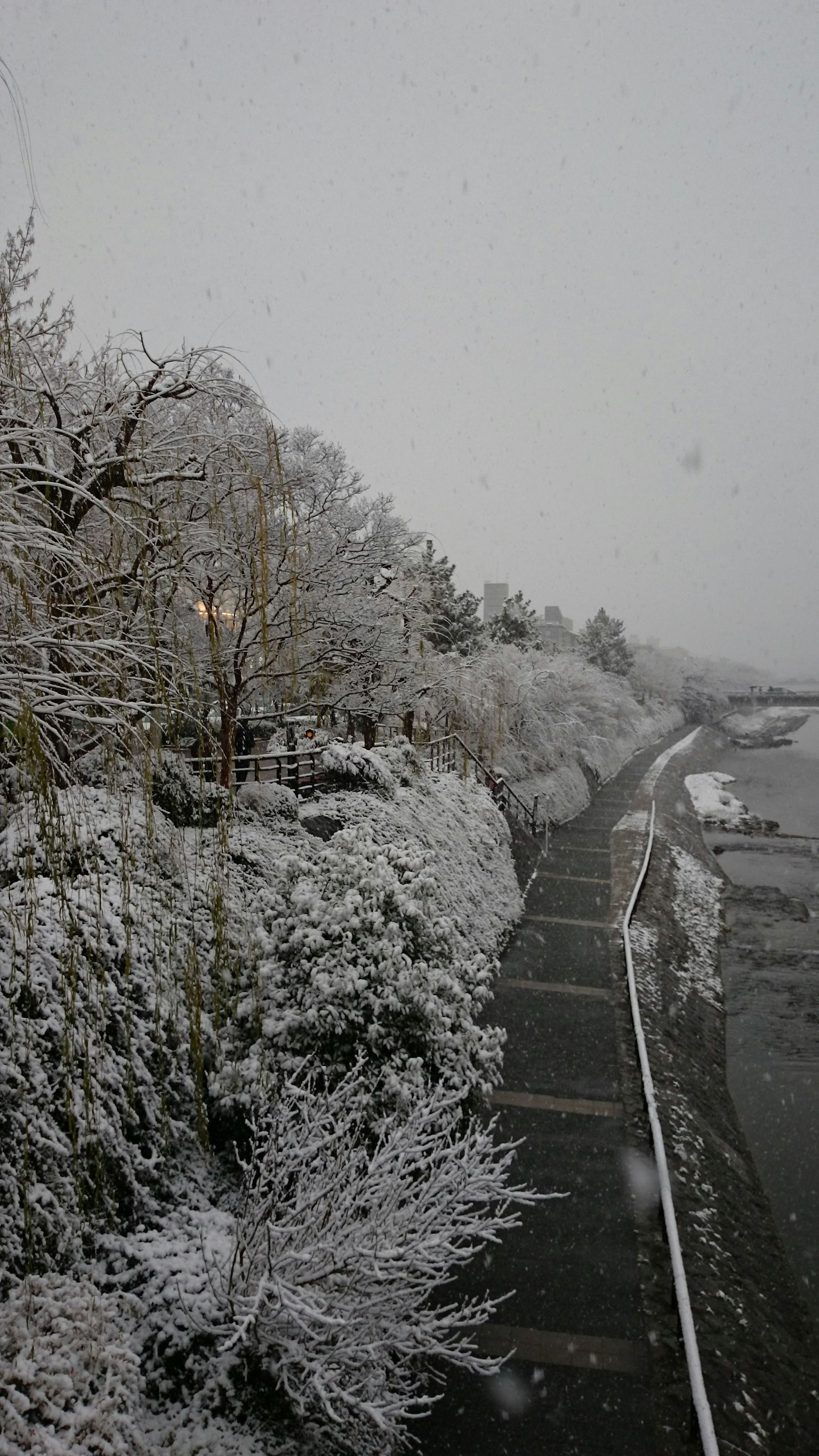Winter landscape with snow-covered trees and a quiet pathway