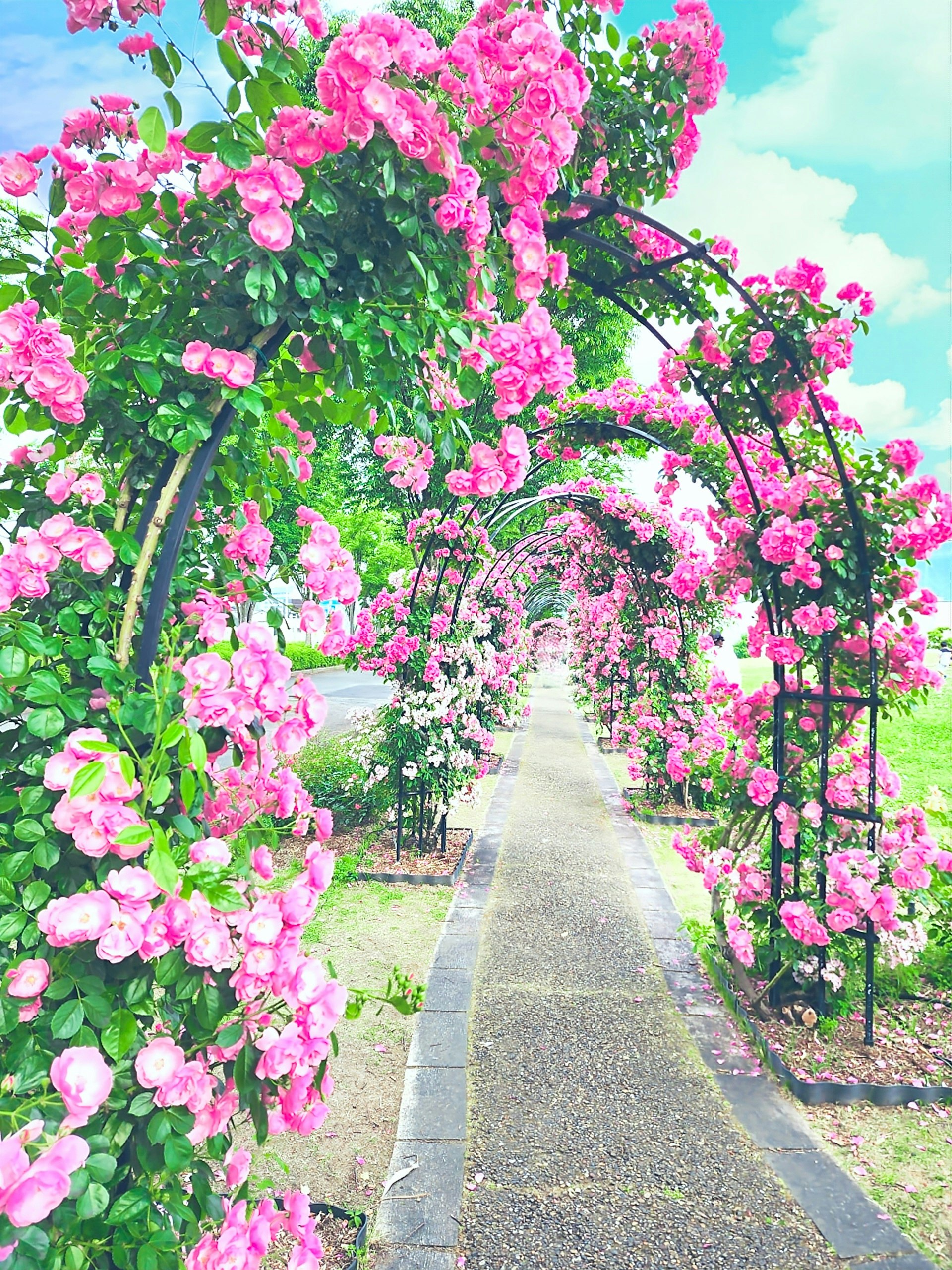 ガレリア亀岡のバラのアーチが続くバラ園の小道
