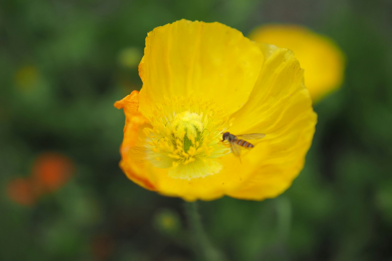 Fiore giallo vibrante con sfondo verde