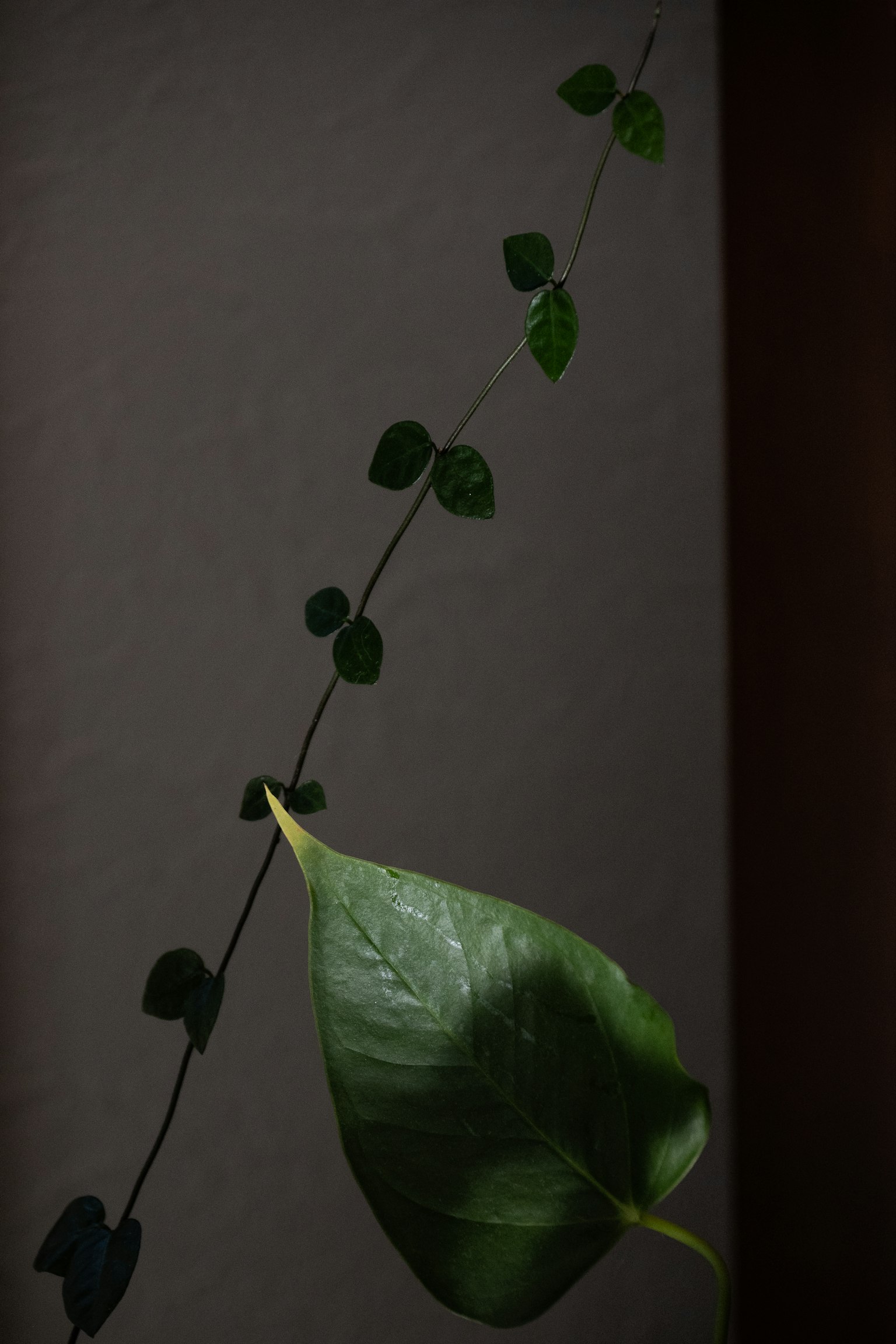 沿着墙壁延伸的绿色叶子和藤本植物