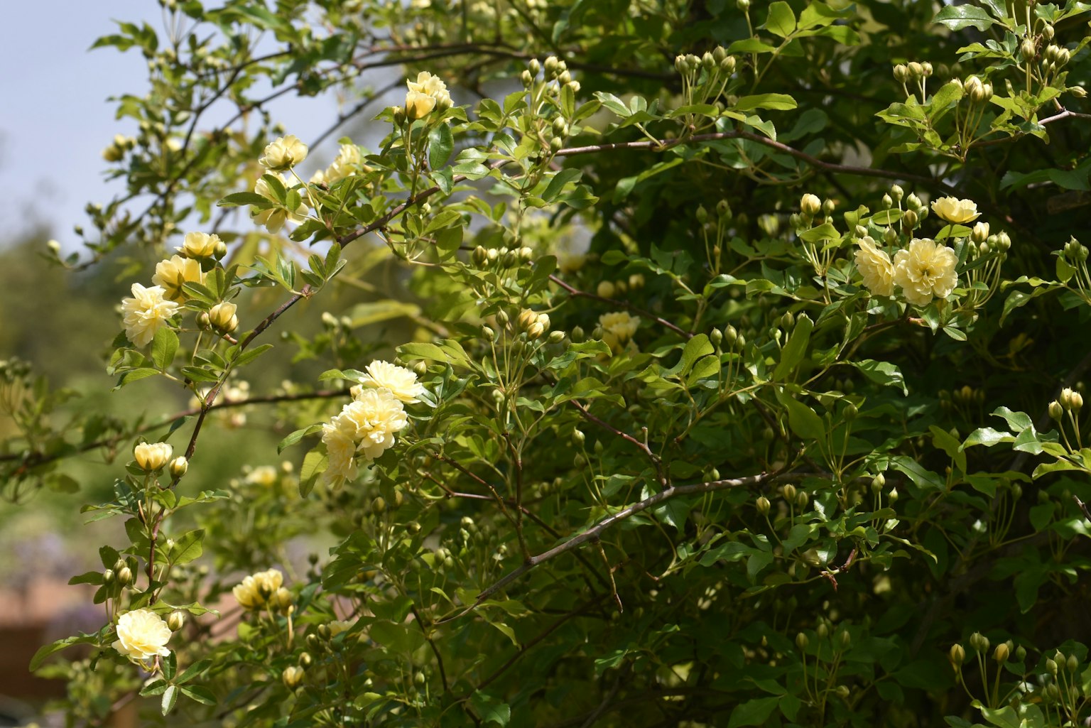 Close-up tanaman hijau dengan bunga kuning