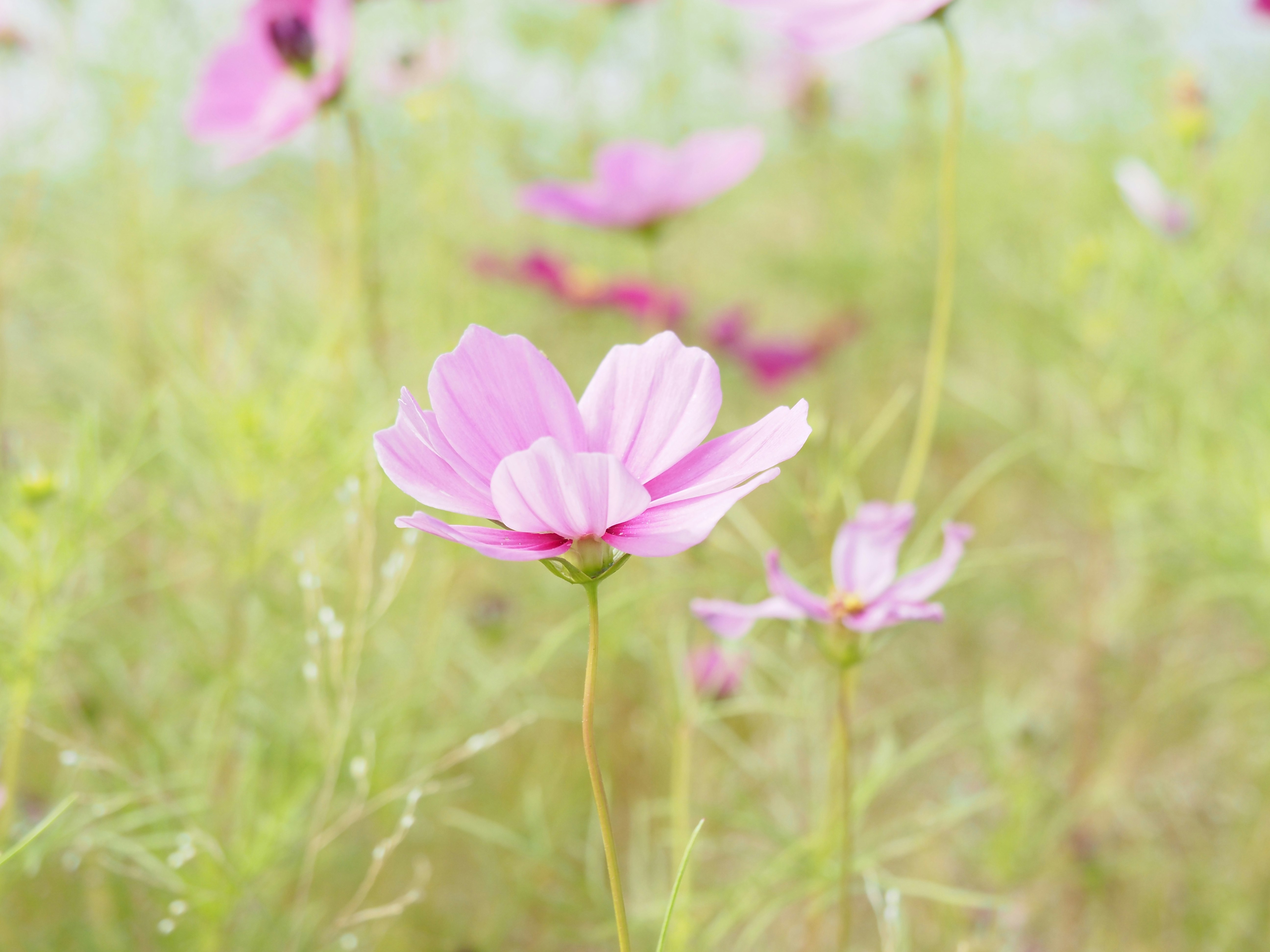 Rosa Schmuckkörbchen-Blüten in einem Herbstfeld