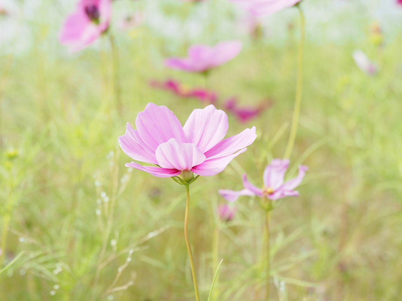 부드러운 초록색 배경에 핑크 코스모스 꽃들