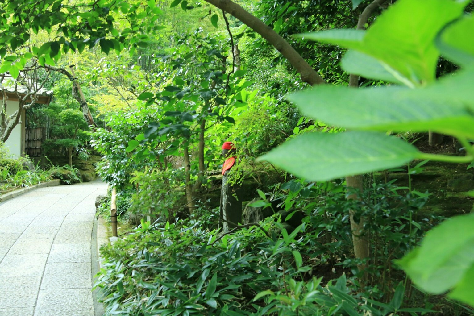 Sentier de jardin luxuriant entouré de verdure dense