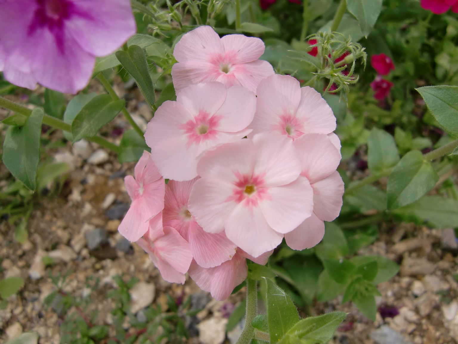 Cluster of pale pink flowers with a soft appearance