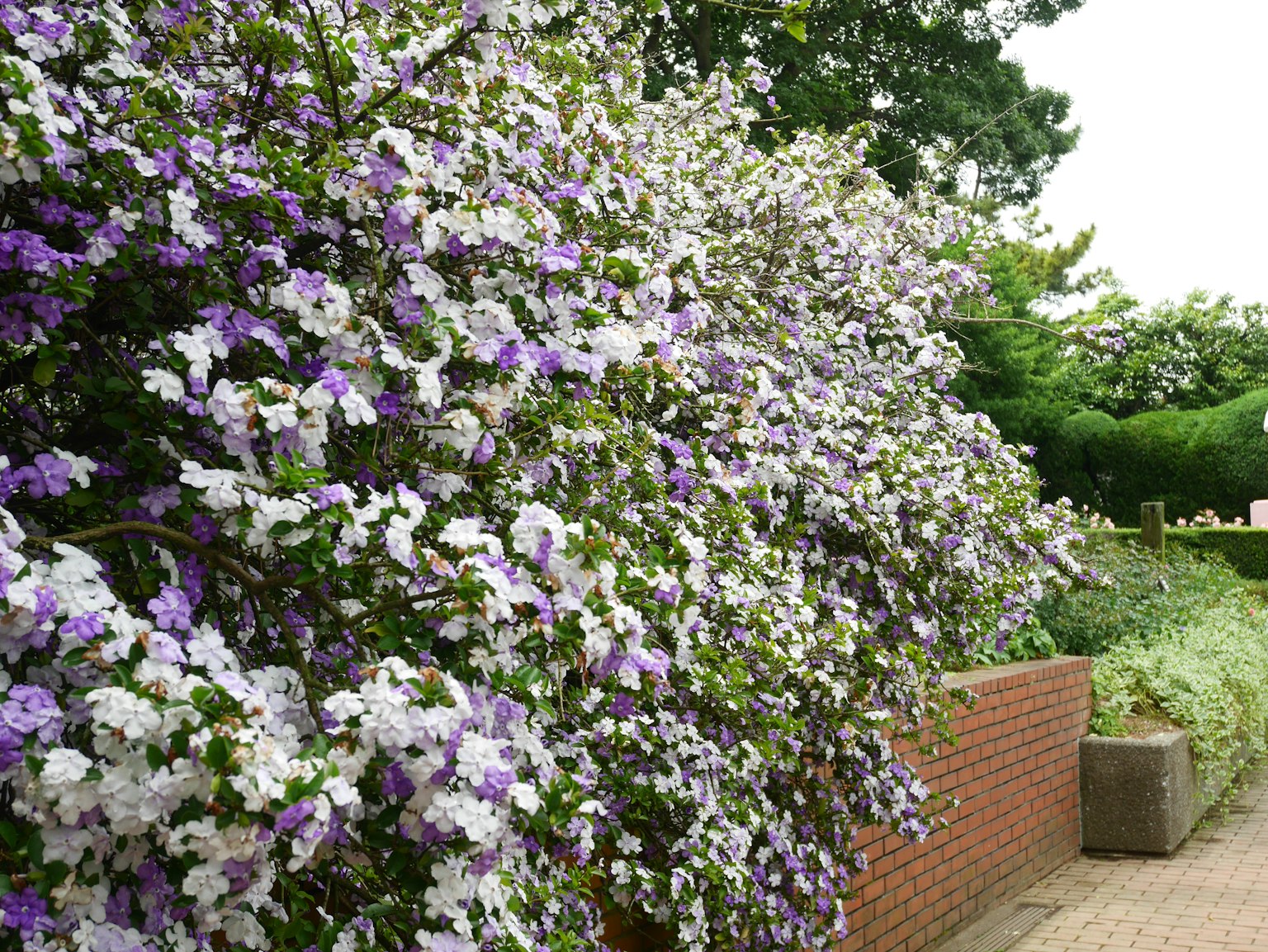 Una siepe rigogliosa adornata di fiori viola e bianchi