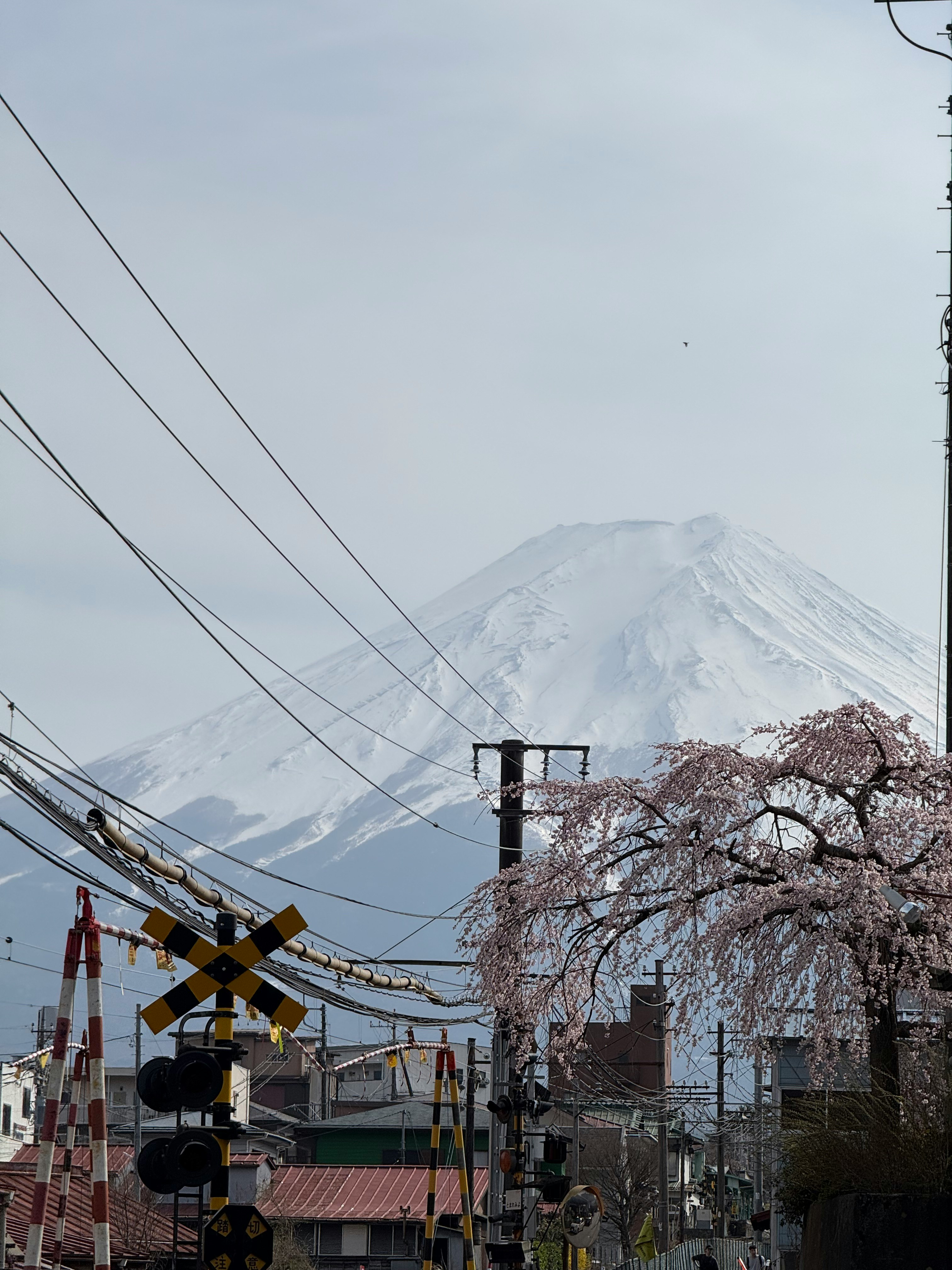 桜並木と雪をかぶった山を望む街角の風景