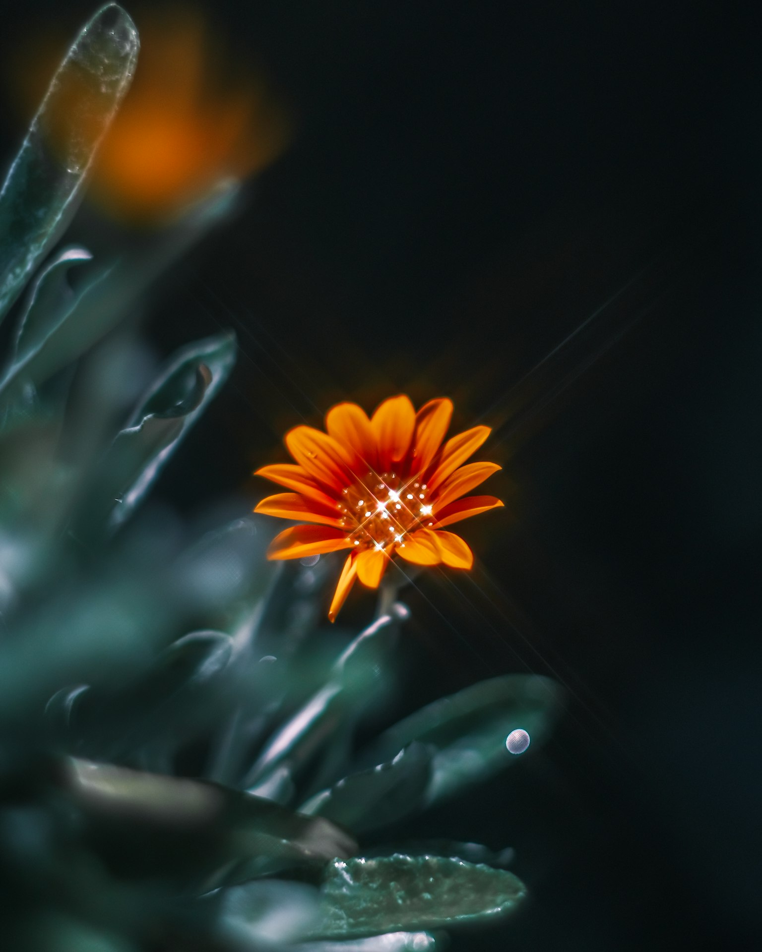 Un fiore arancione vibrante si staglia su uno sfondo scuro