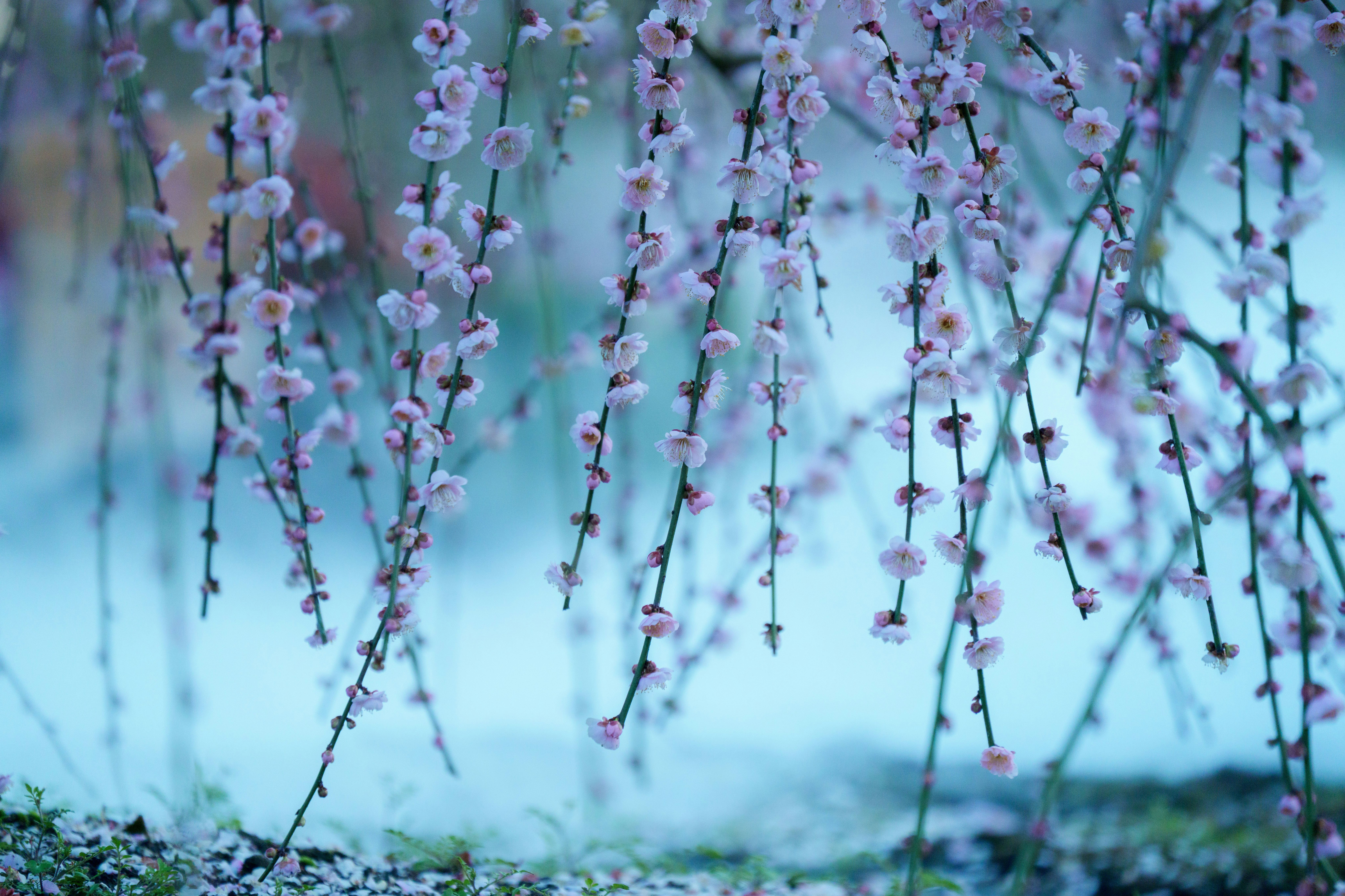 青空の下で咲く淡いピンクの花の枝