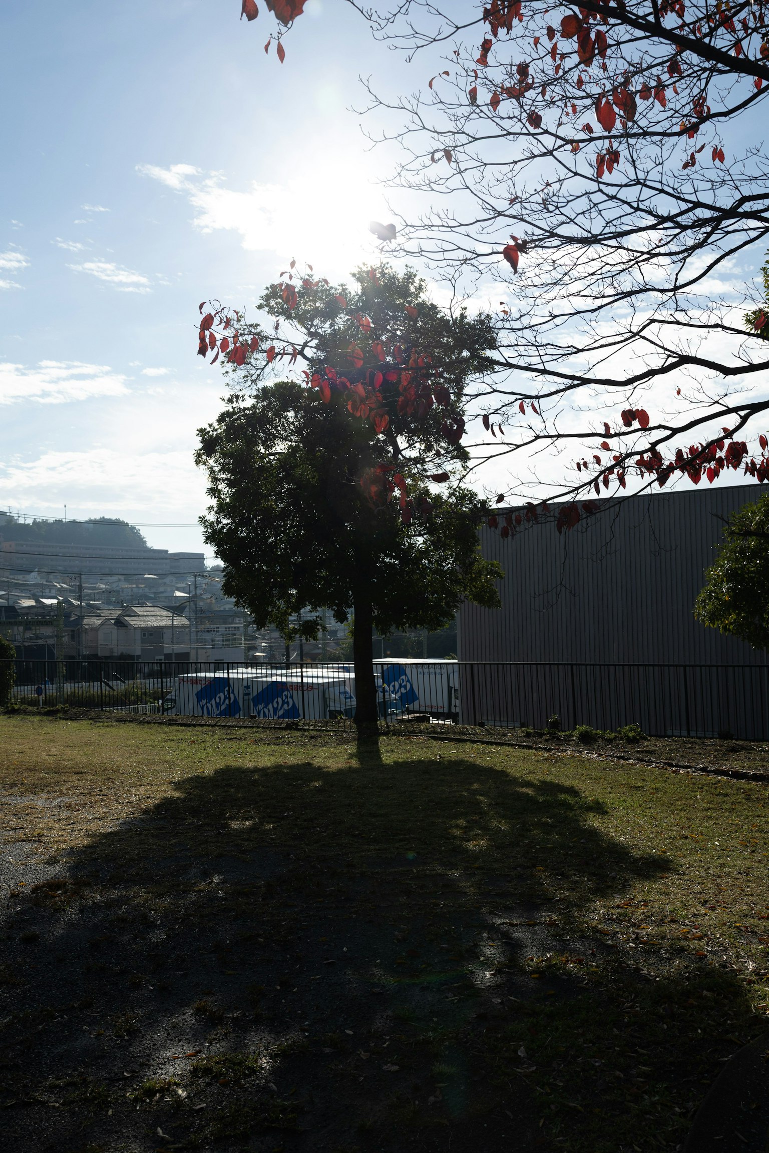 A tree casting a shadow under a clear blue sky