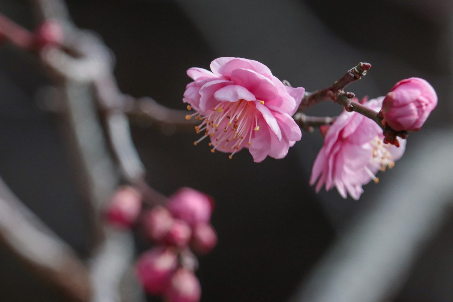 Gros plan sur de magnifiques fleurs de prunier roses sur une branche