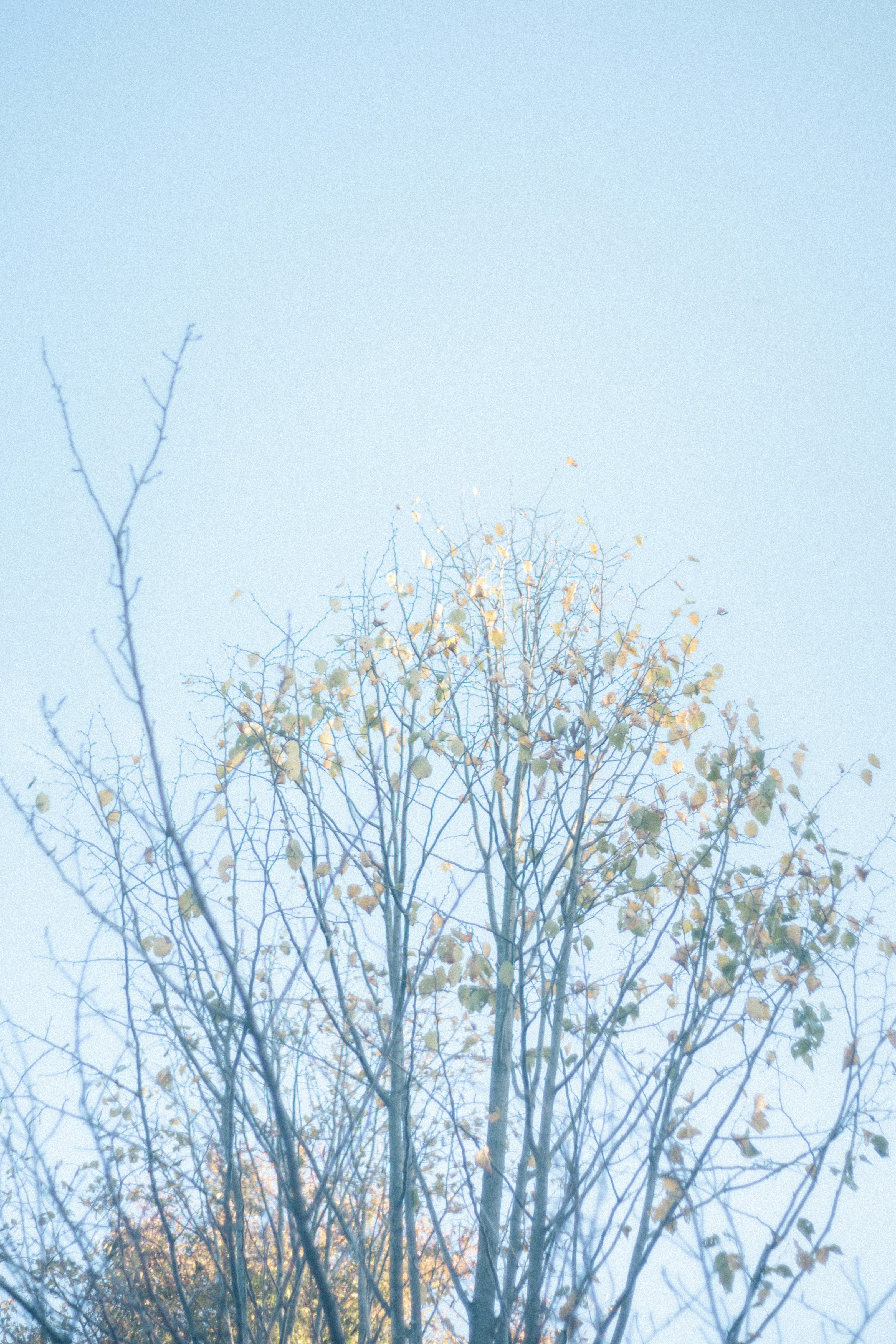 Alberi in fiore contro un cielo azzurro