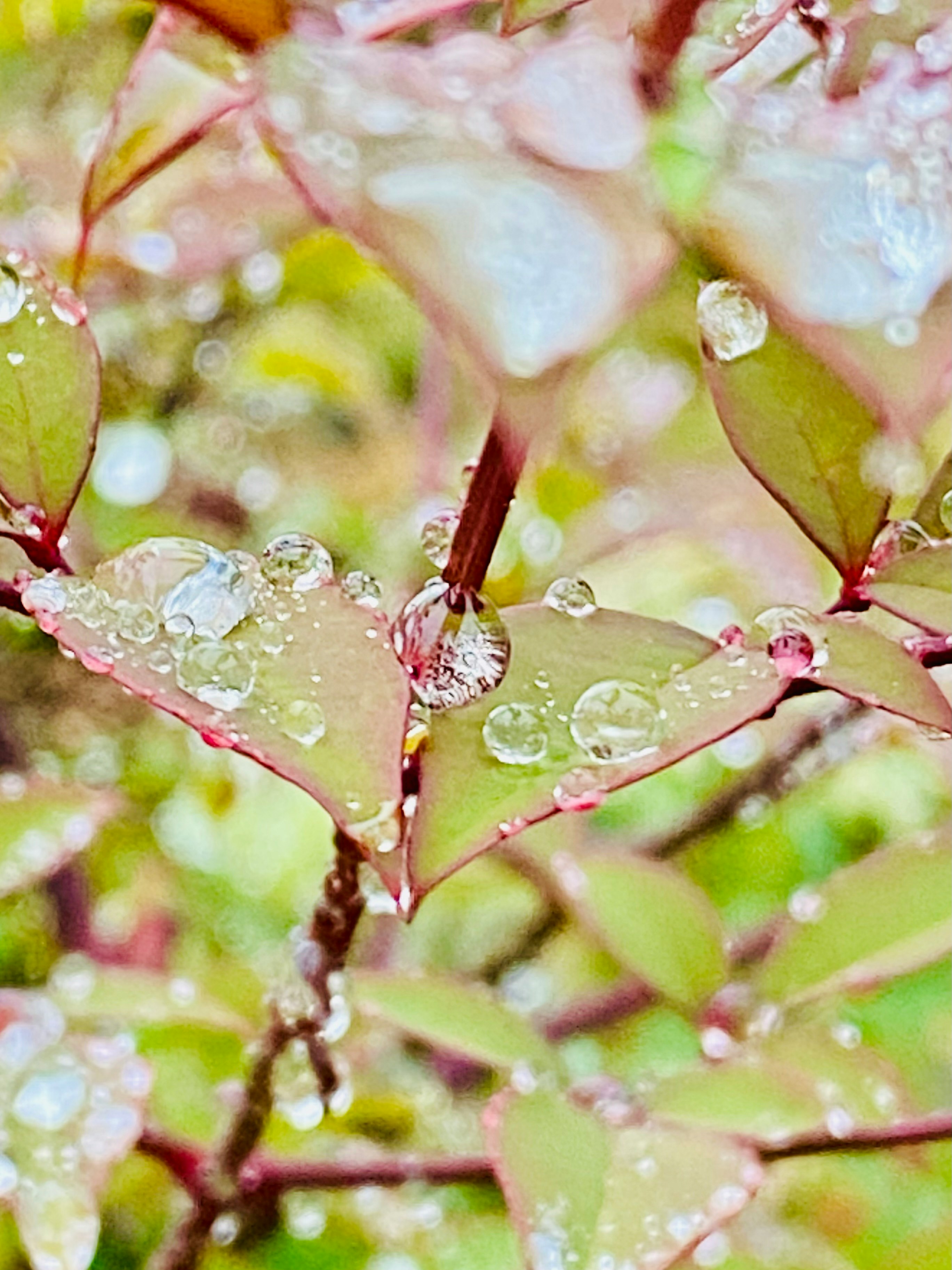 雨粒のついた桜の枝先のマクロ