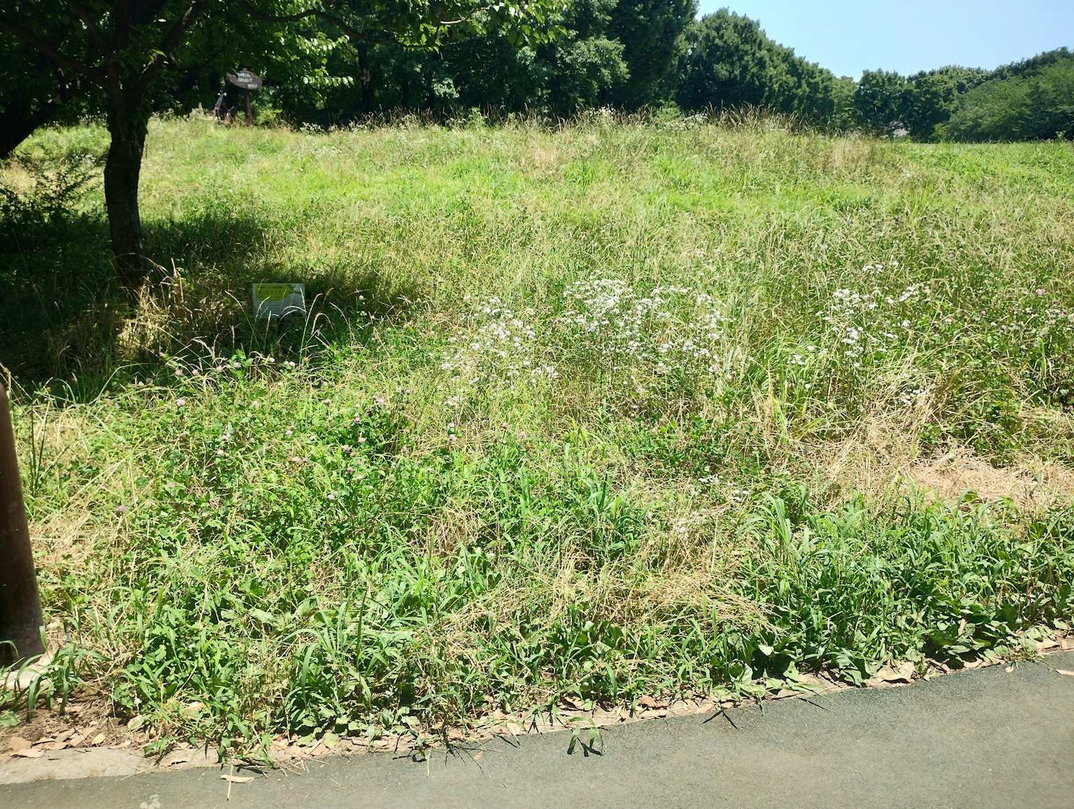 ทุ่งโล่งที่มีหญ้าสีเขียวสดและดอกไม้สีขาวกระจาย