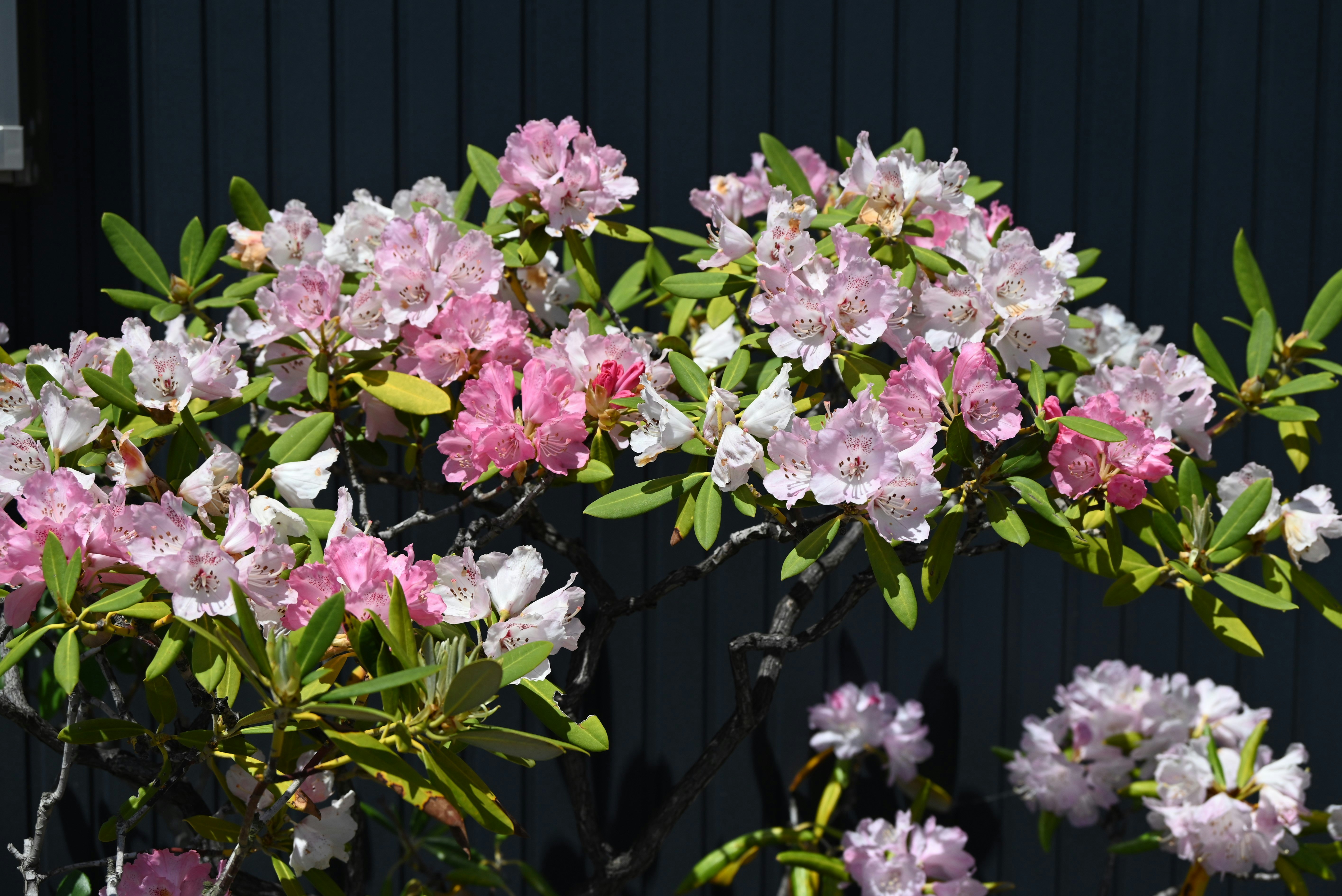 石楠花の花が咲く枝と葉