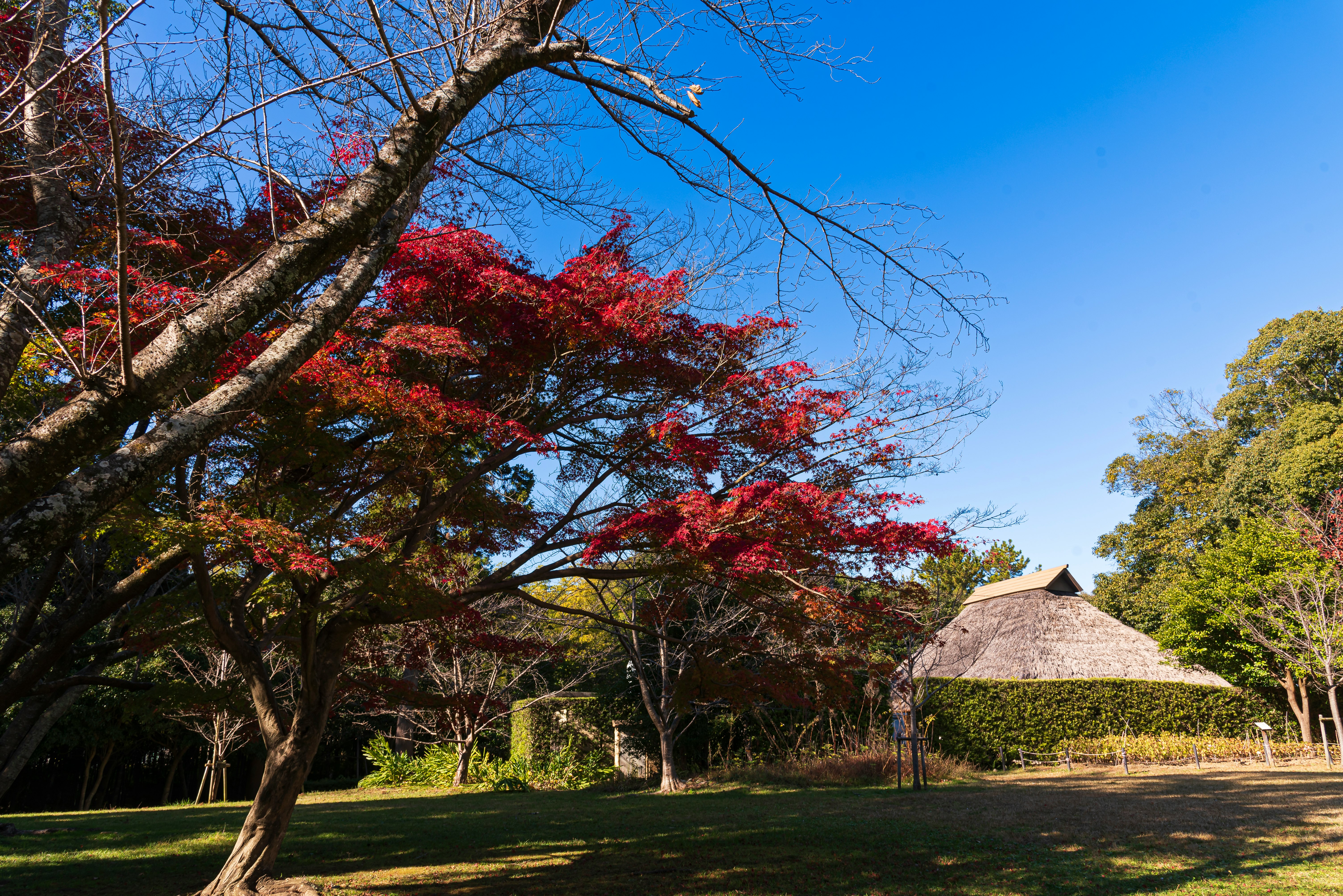 青空の下で紅葉と木々が広がる庭園の小屋のある風景