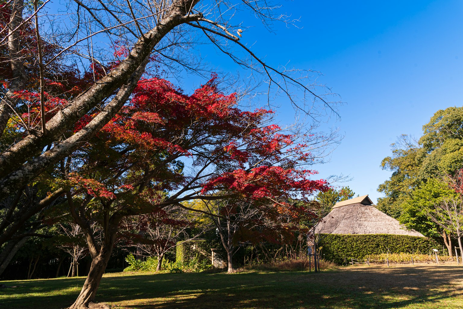 Vue pittoresque de feuillage d'automne avec une maison traditionnelle japonaise à toit de chaume