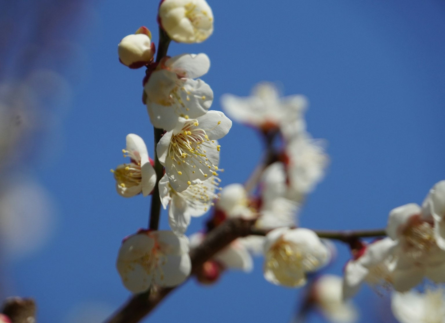 藍天背景下白色梅花的特寫